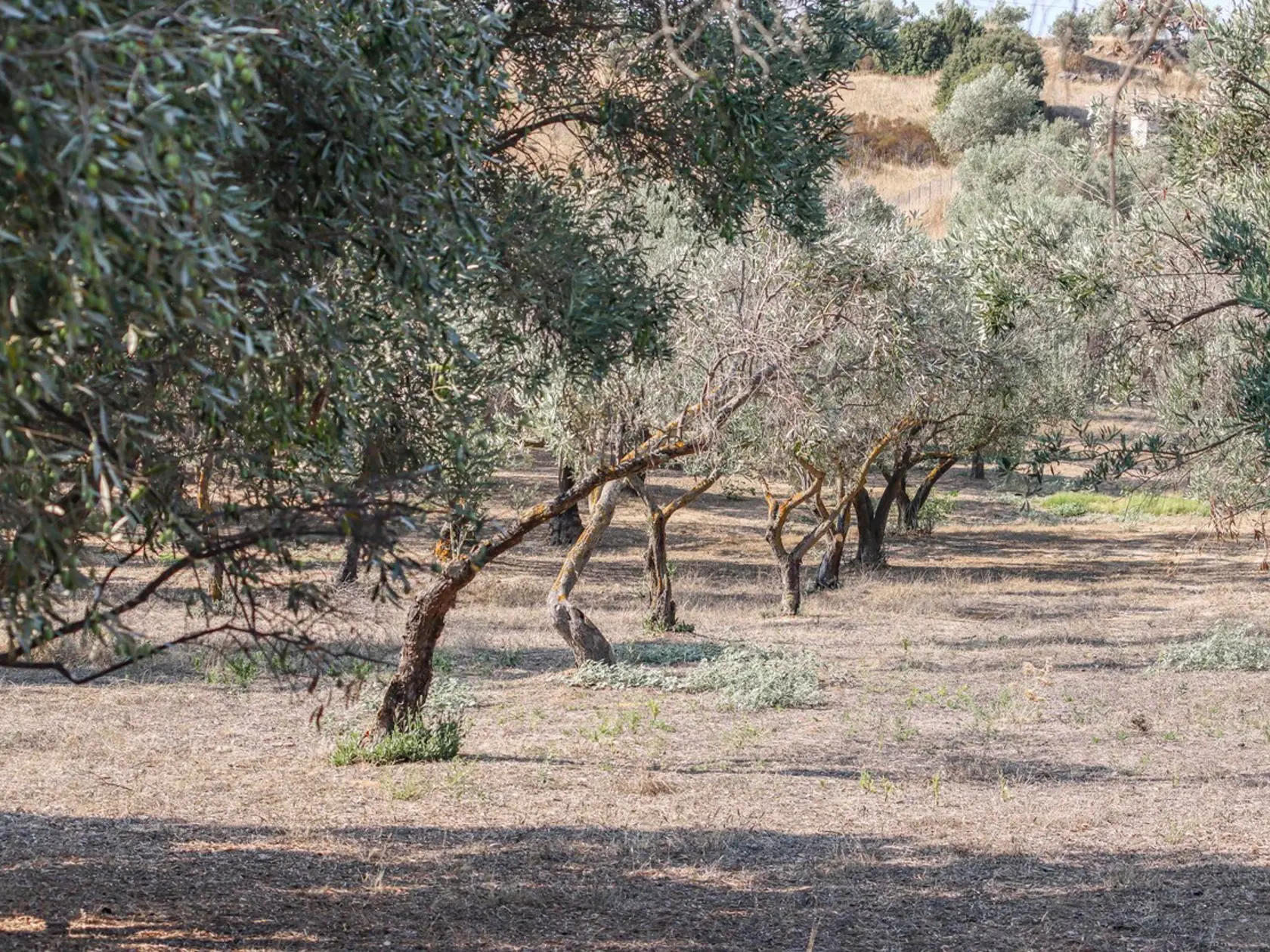 Vlny horúčav v čase kvitnutia olivovníkov na jar minulého roka a veľké sucho od minulého leta, ktoré okrem Španielska zasiahlo aj Taliansko a Portugalsko, teda dvojku a štvorku v odvetví, majú negatívny vplyv na produkciu olivového oleja.