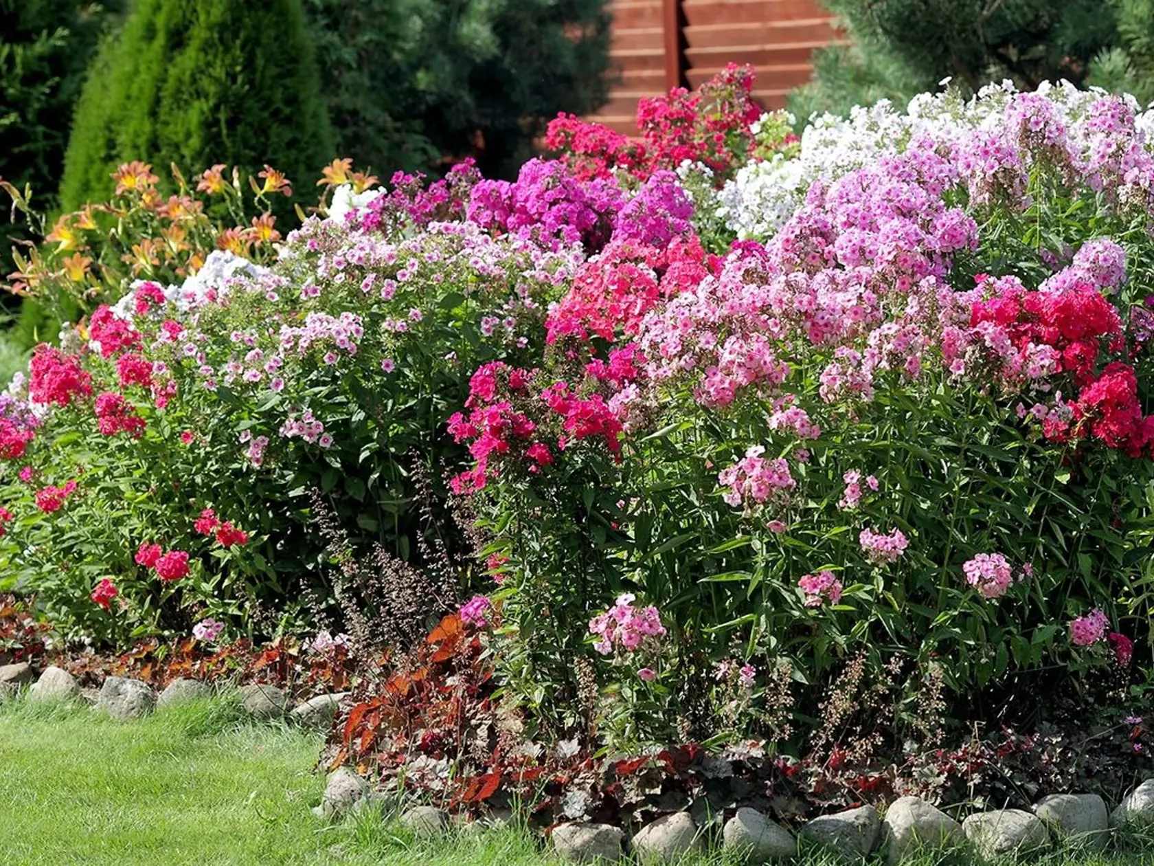 Celé leto kvitnú, rozvoniavajú a udivujú krásnymi farbami floxy metlinaté (Phlox paniculata).