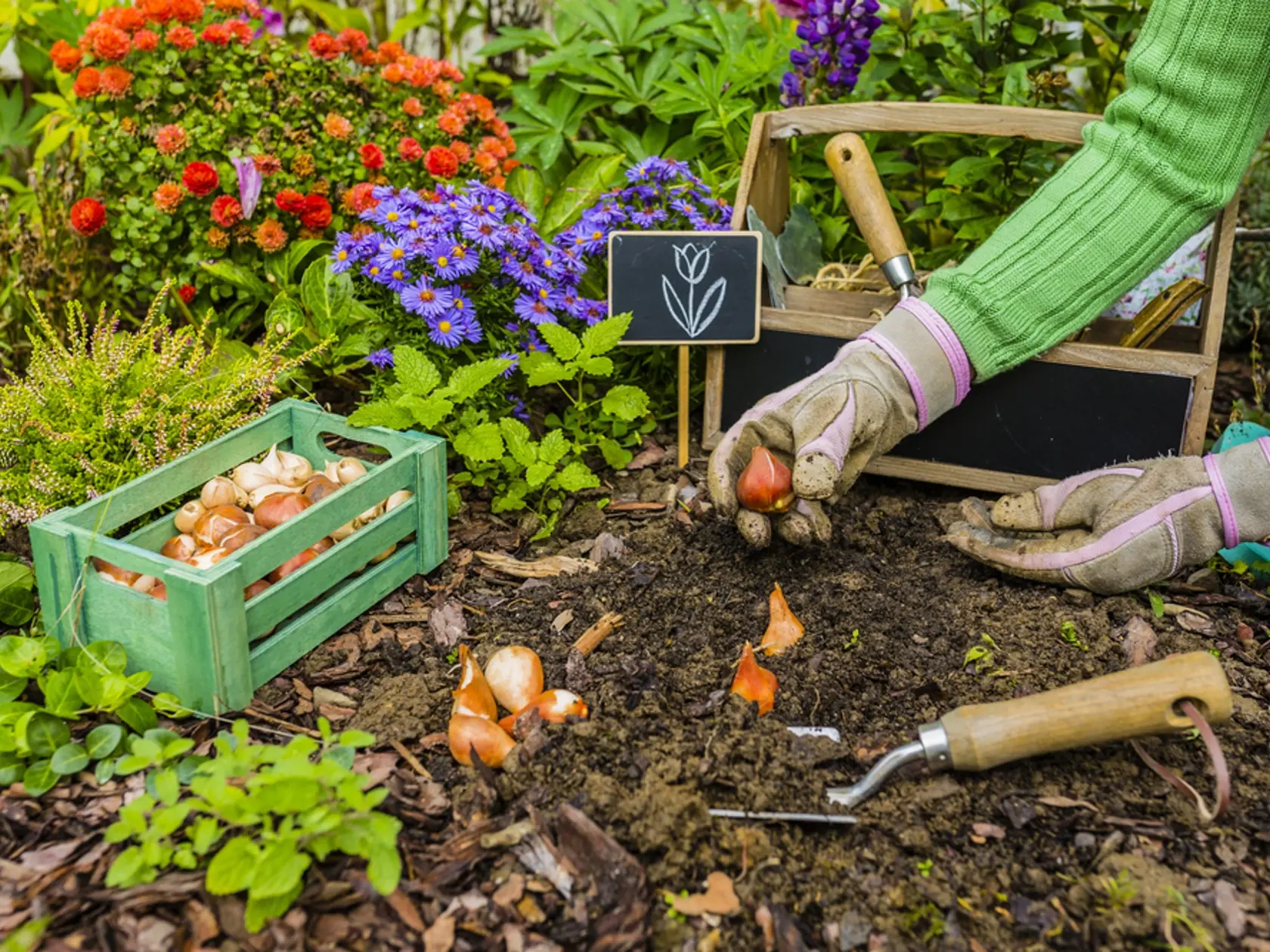 The,Gardener,Planted,Bulbs,Of,Flowers,To,The,Ground.,Work