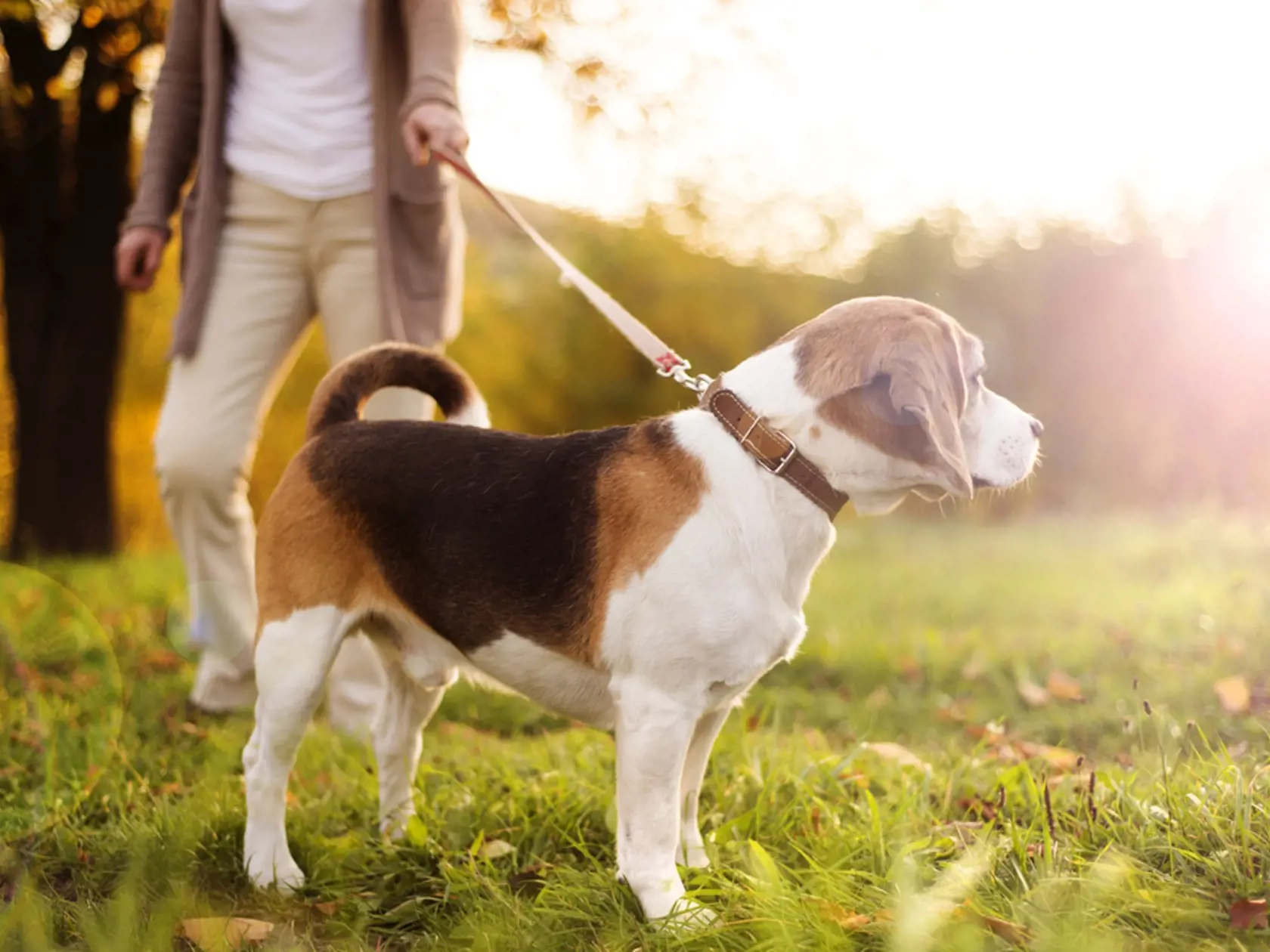 Senior,Woman,Walking,Her,Beagle,Dog,In,Countryside
