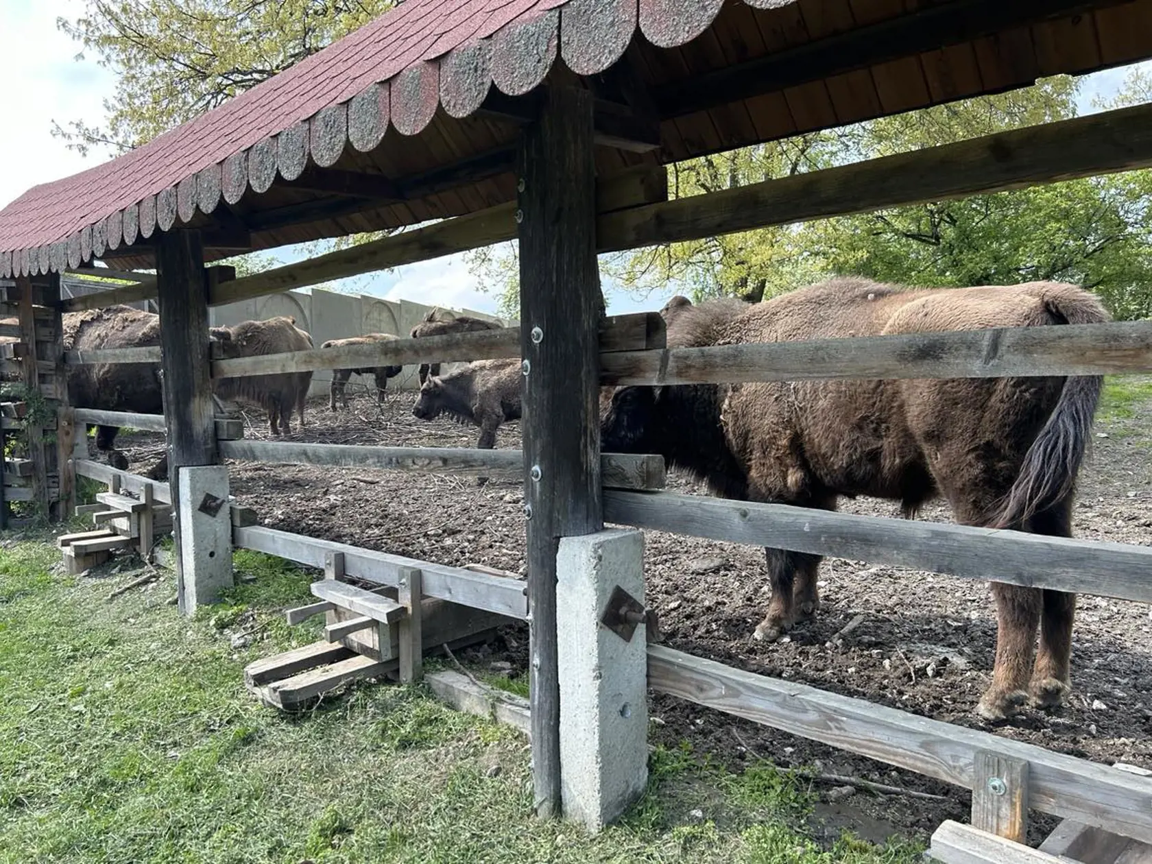Zubria zvernica je už otvorená. Zubria obora bola vybudovaná v roku 1958 ako jediné miesto chovu zubra na Slovensku na ploche 27 ha s 113 ha ochranného pásma.