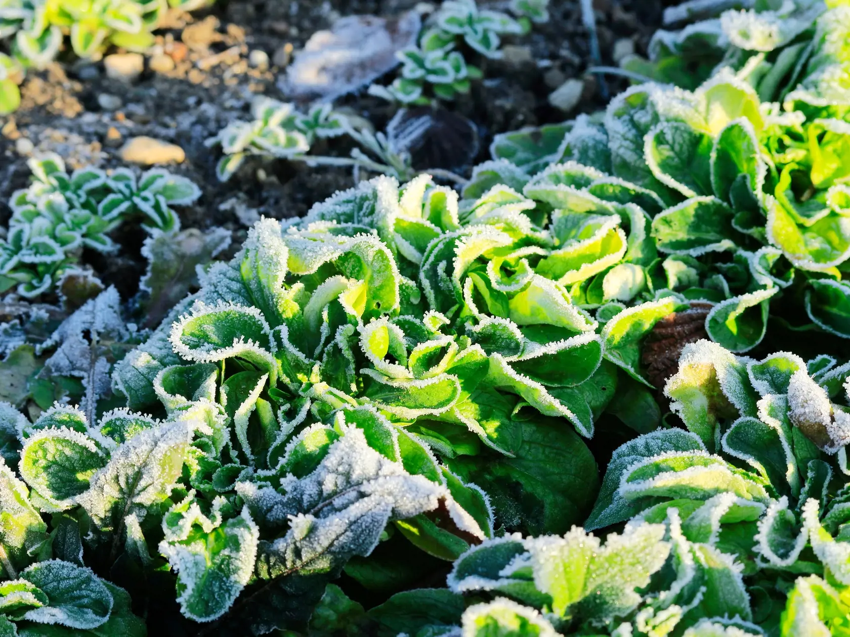 Listová zelenina: Špenát, kel a ďalšie zelené listové zeleniny obsahujú vitamín C a ďalšie živiny, ktoré podporujú produkciu kolagénu.