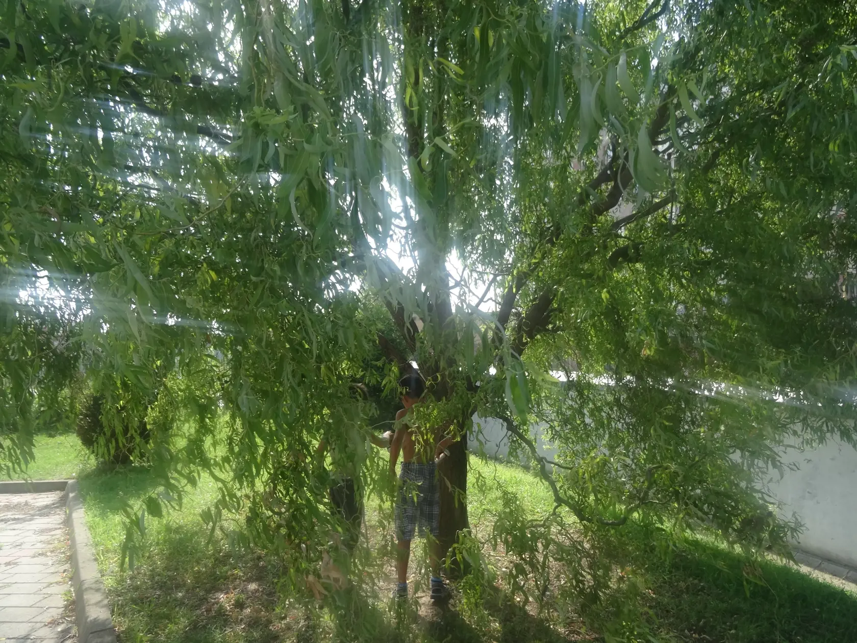 Energetické nápoje deti vyliali pod strom. Odhodili tam aj plechovky. Po upozornení ich odniesli do koša.