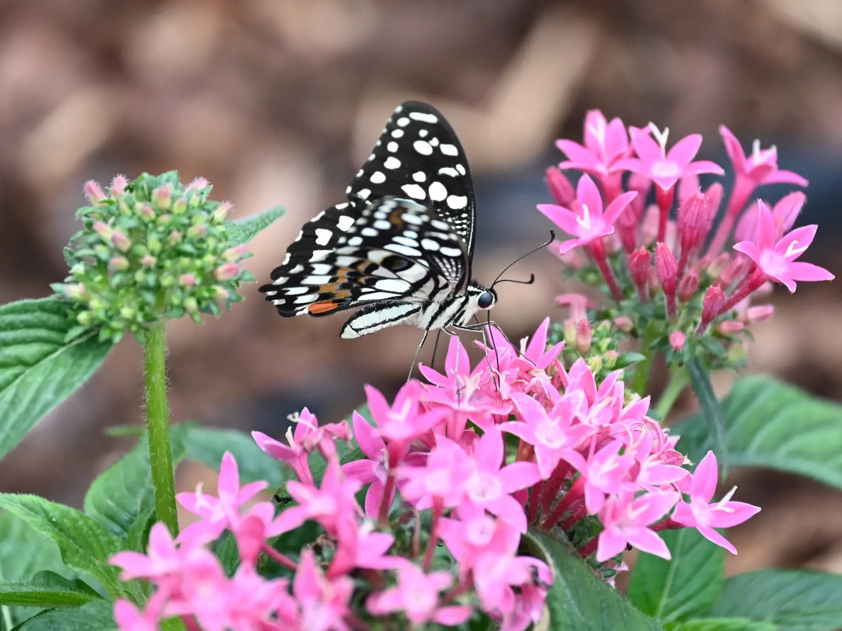 Papilio demoleus alebo inak vidlochvost citrusový.
