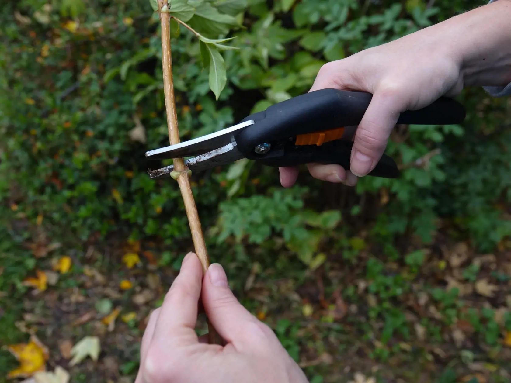 2. Horná časť odrezka musí byť zrezaná rovno 3 až 5 mm nad púčikom.