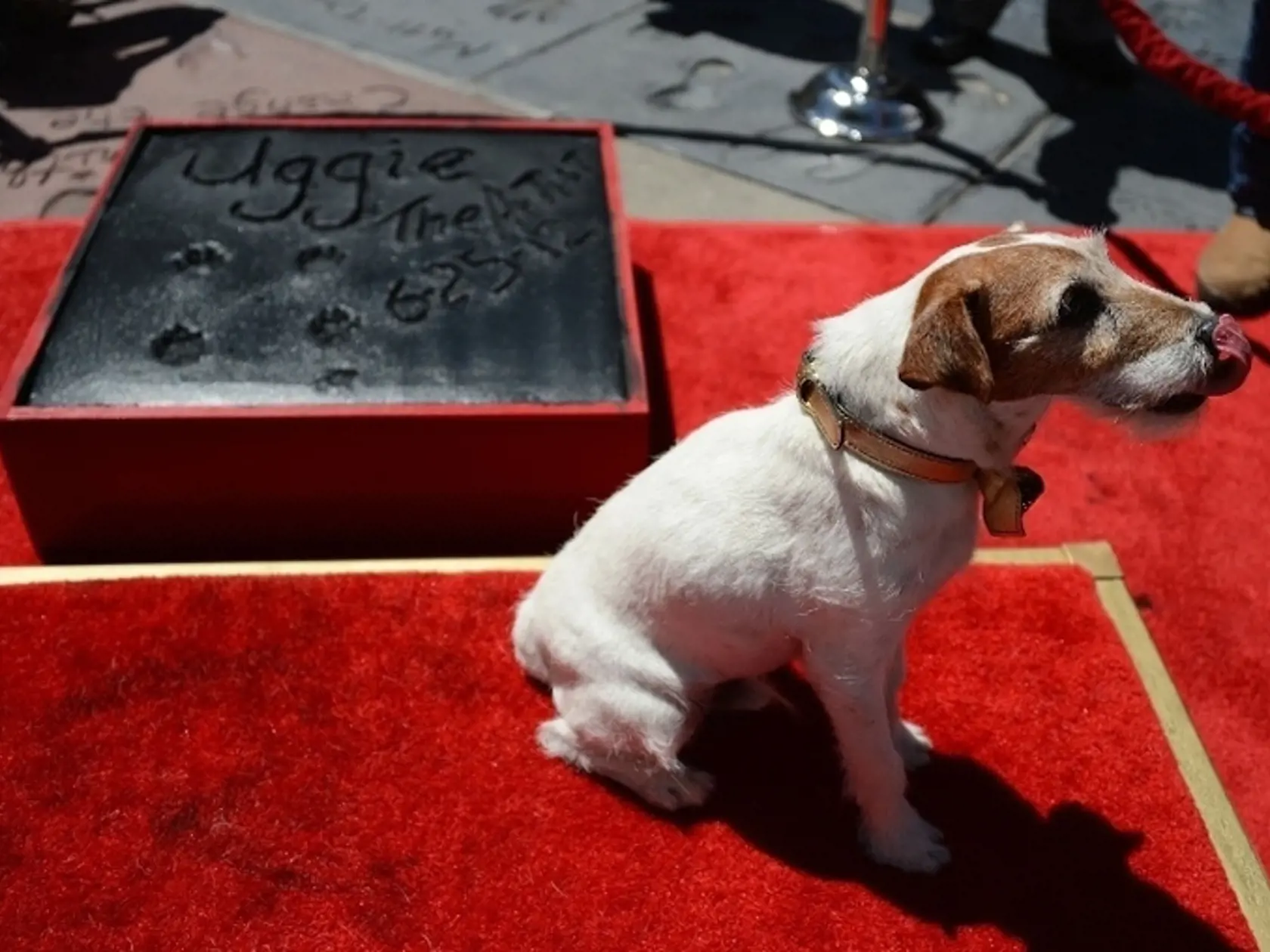 Uggie mí odtlačky v Hollywoode.