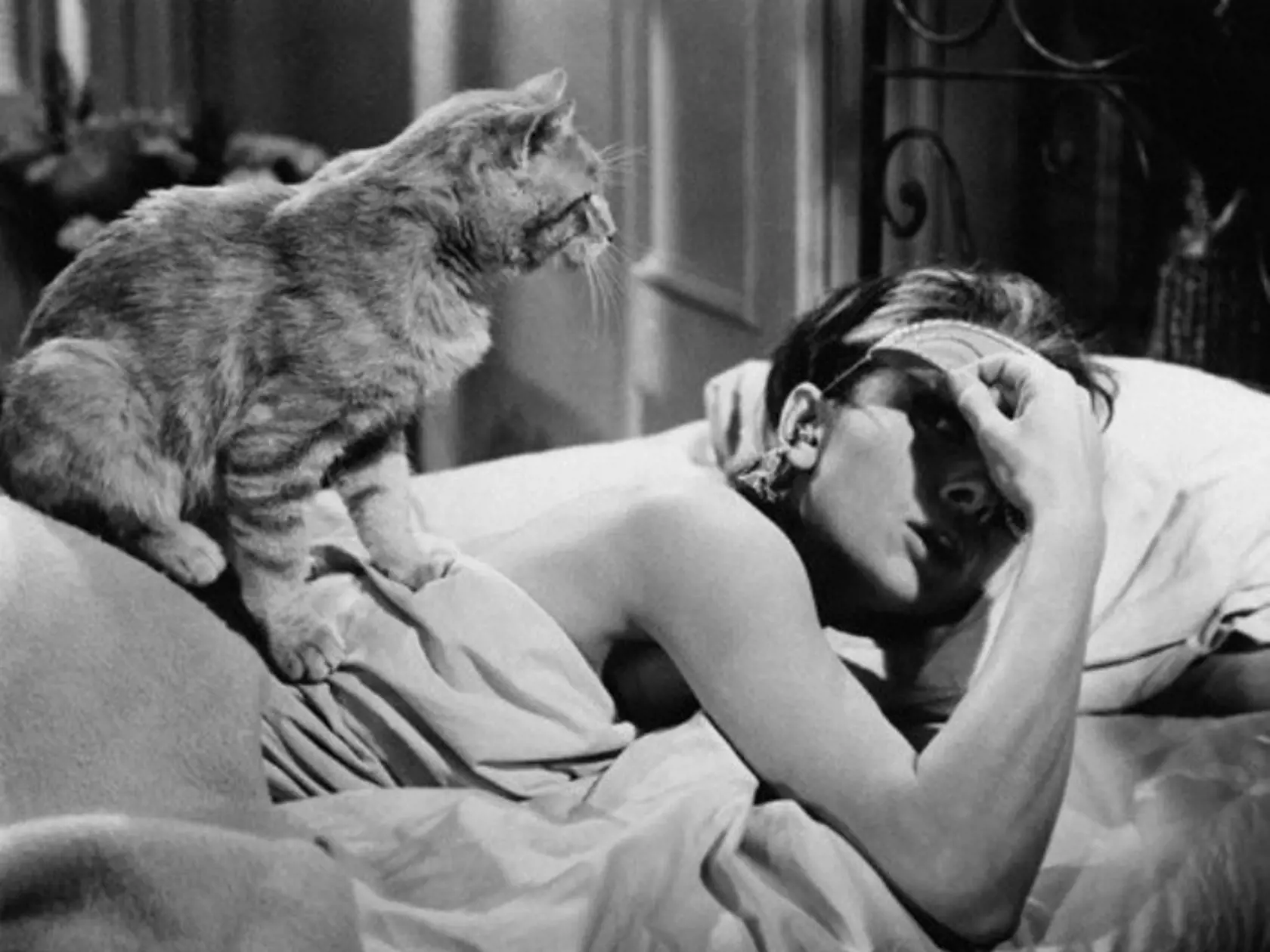 Orangey ako domáci miláčik Audrey Hepburn.