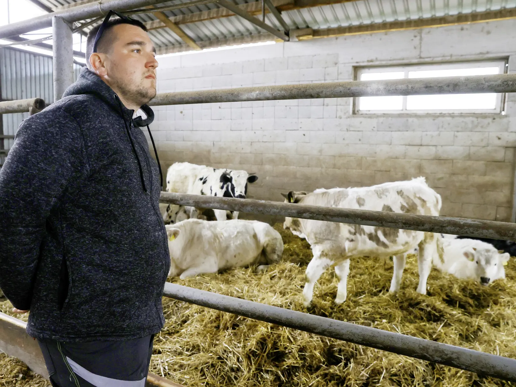 Chovateľ. Súkromný hospodár Norbert Csejtey z obce Lúč na Ostrove pri svojich zvieratách, ktoré bude musieť usmrtiť.