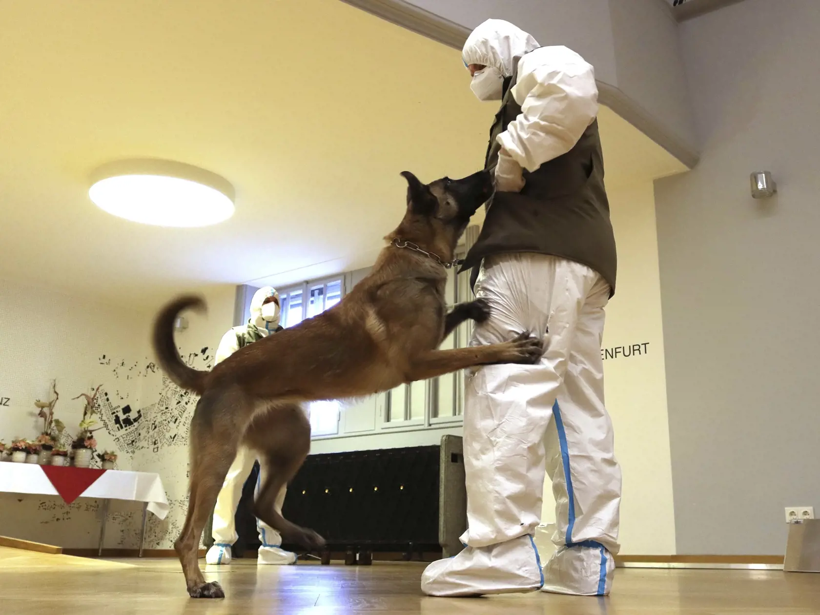 Belgický ovčiak rakúskej armády, ktorý je vycvičený na detekciu choroby Covid-19, počas predstavenia vo Viedni 14. decembra 2020. Psi rakúskej armády dokážu spoznať, či má človek koronavírus.