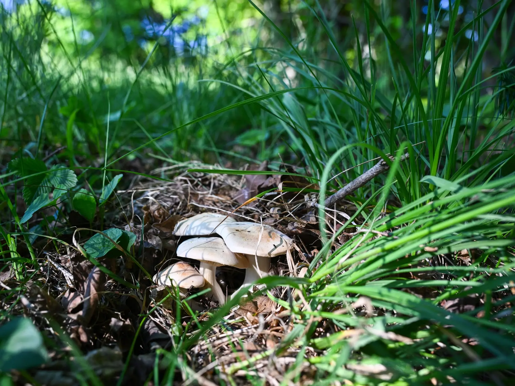 Na snímke huby čírovnice májové (Calocybe gambosa) na lúke nad obcou Lubina časť Hrnčiarové, okres Nové Mesto nad Váhom v pondelok 28. apríla 2025.