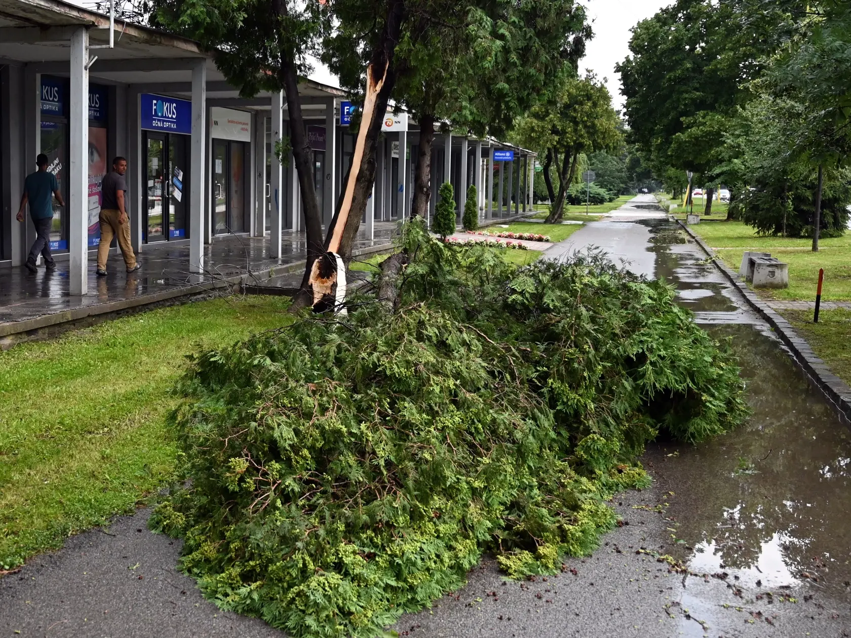Na snímke sú popadané stromy po búrke a silnom vetre.