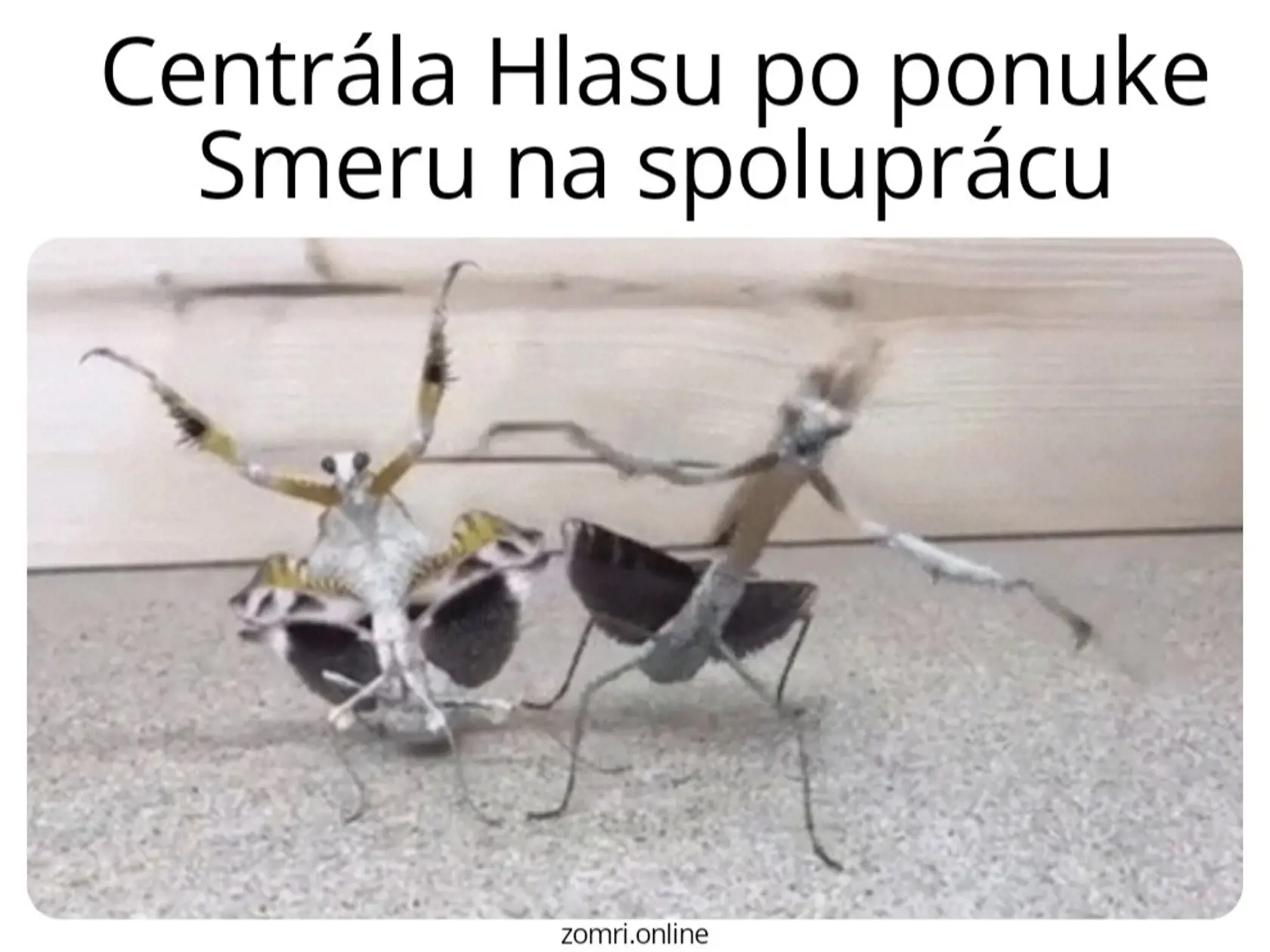 Idem, nejdem...