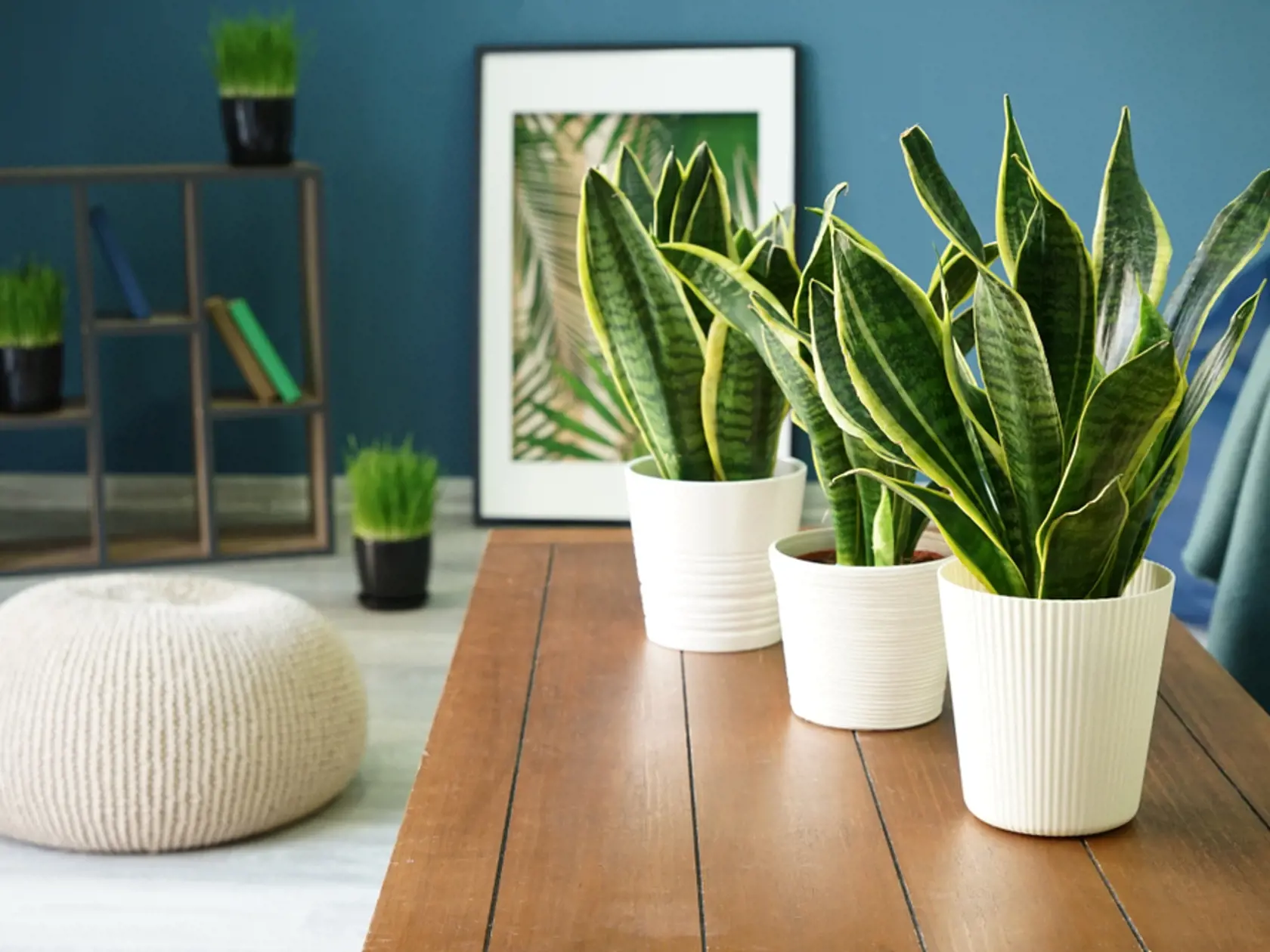 Sansevieria trojpása, "svokrin jazyk".
