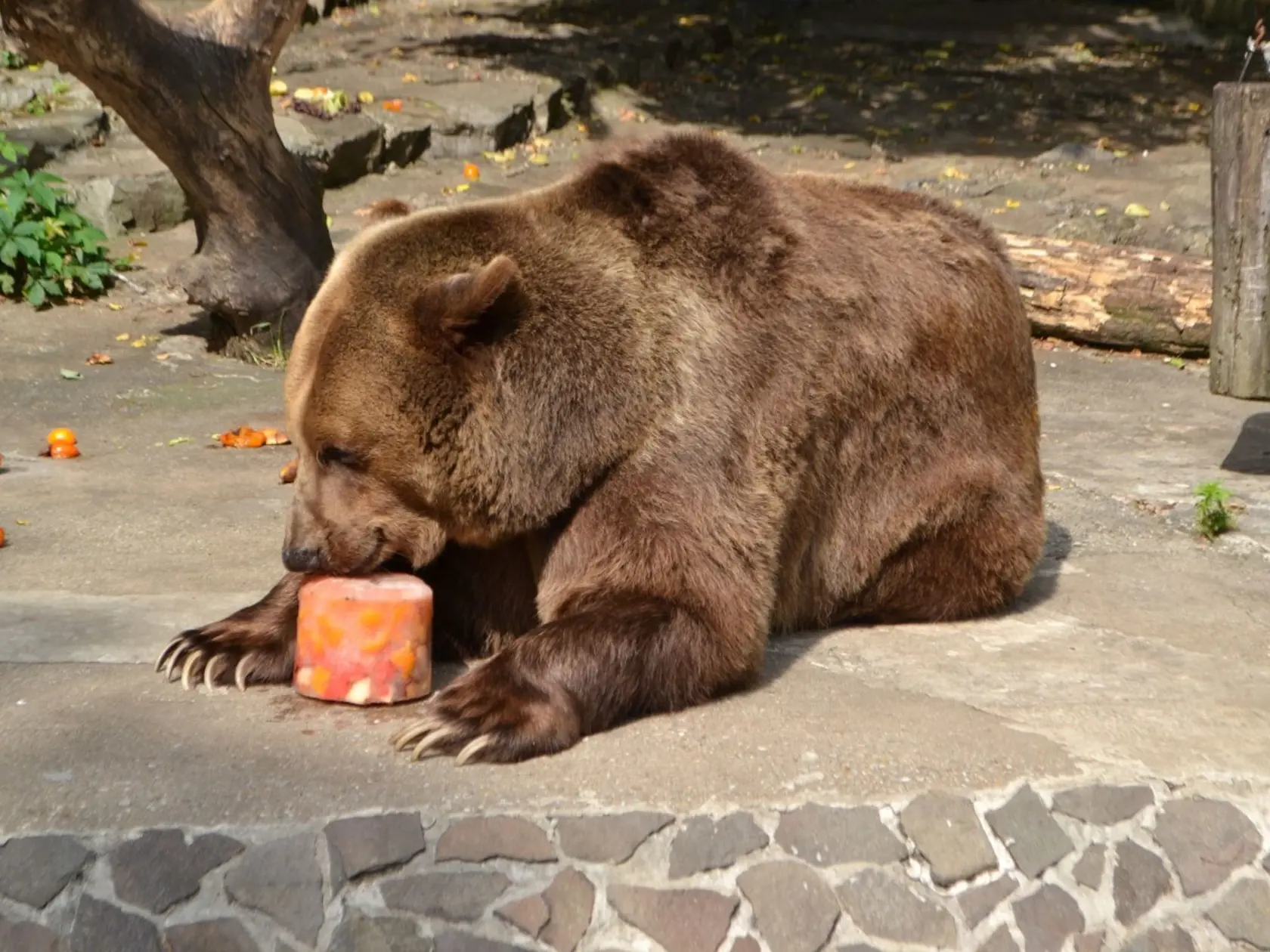 Medveď hnedý a jeho nanuk. Félixa čakajú veľké zmeny. ZOO mu plánuje postaviť nový medvedinec a pribudnúť by mohli aj dve ďalšie medvede.