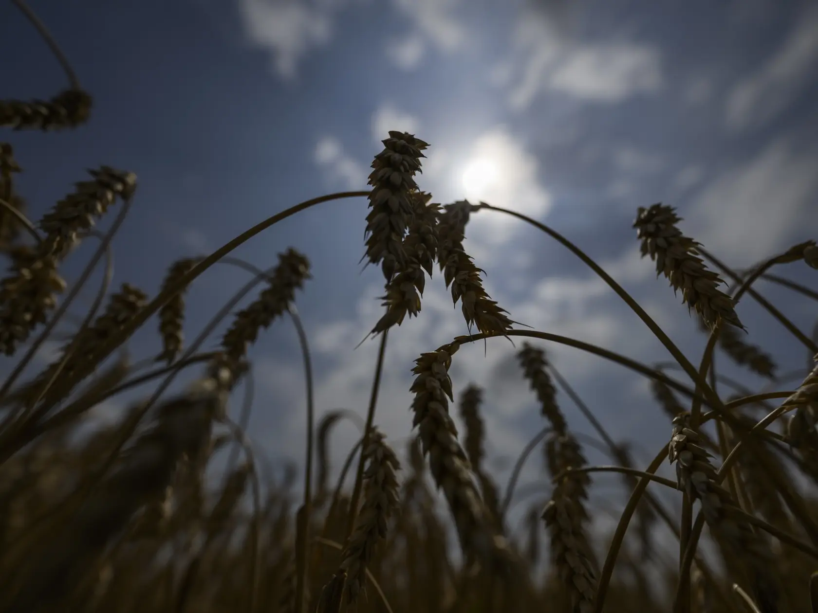 Na snímke žito počas žatvy na poľnohospodárskom družstve Agro Voderady v Slovenskej Novej Vsi v obci Slovenská Nová Ves v okrese Trnava v pondelok 8. júla 2024. Na poli sa v pondelok uskutočnila tlačová konferencia o priebehu tohtoročnej žatvy na poľnohospodárskom družstve Agro Voderady. Tlačovej konferencie sa zúčastnili predseda vlády SR Robert Fico (Smer-SD), minister pôdohospodárstva a rozvoja vidieka SR Richard Takáč (Smer-SD), predseda Slovenskej poľnohospodárskej a potravinárskej komory (