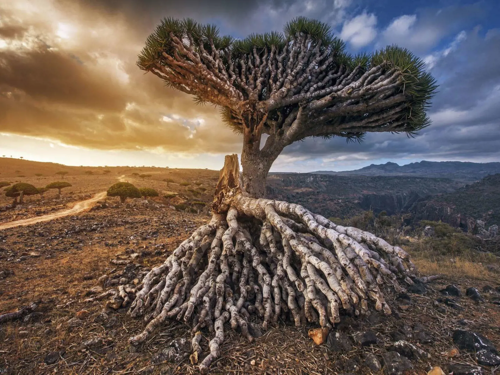Ostrov Socotra, Jemen.
