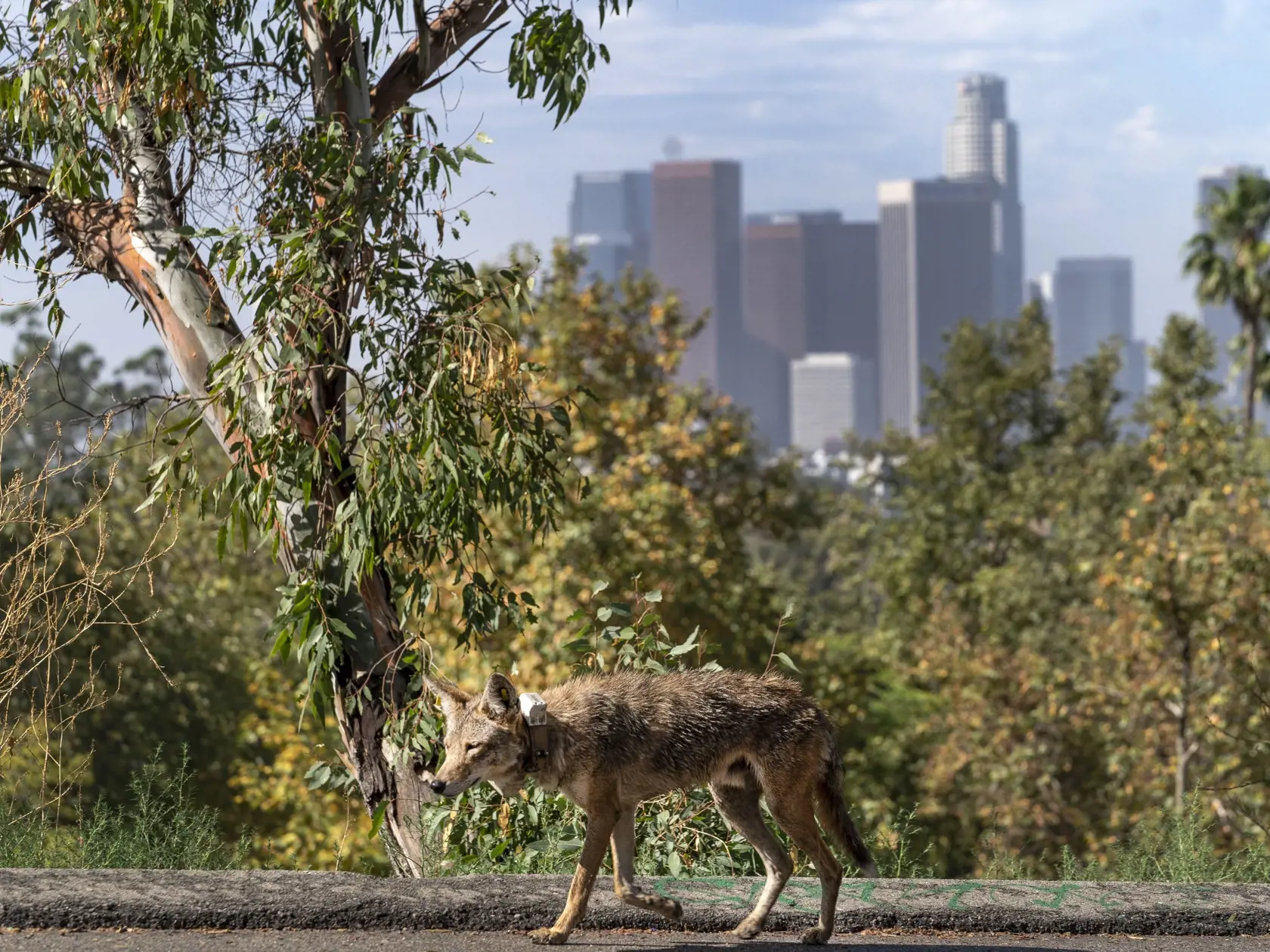 Kojot sa prechádza po parku Elysian s výhľadom na centrum mesta Los Angeles.