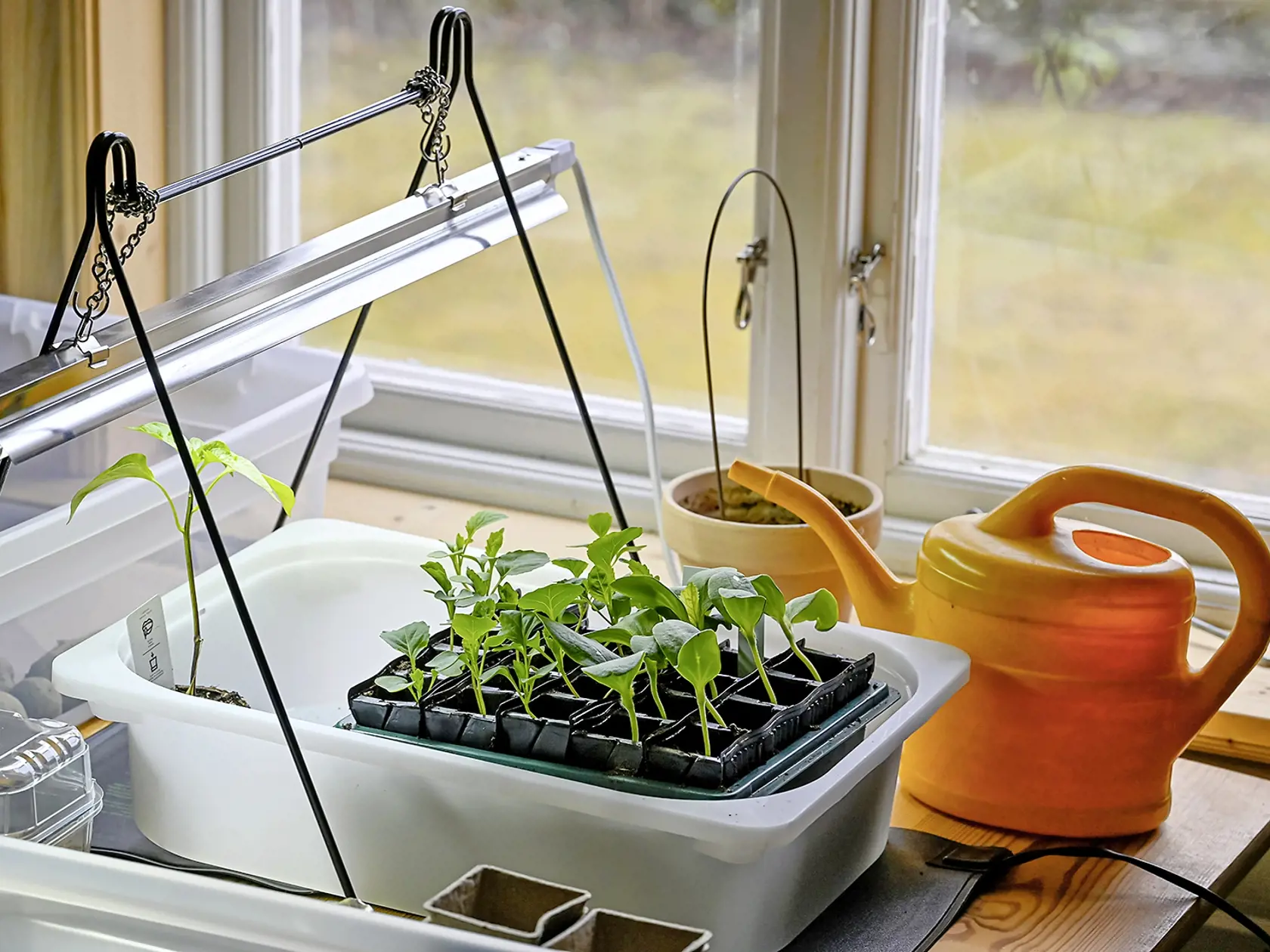 pre cultivating plants indoors in april Sweden