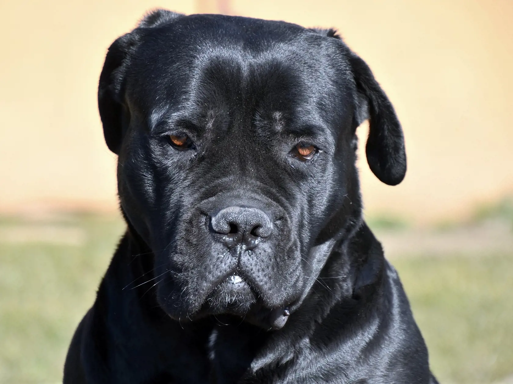 Cane corso.