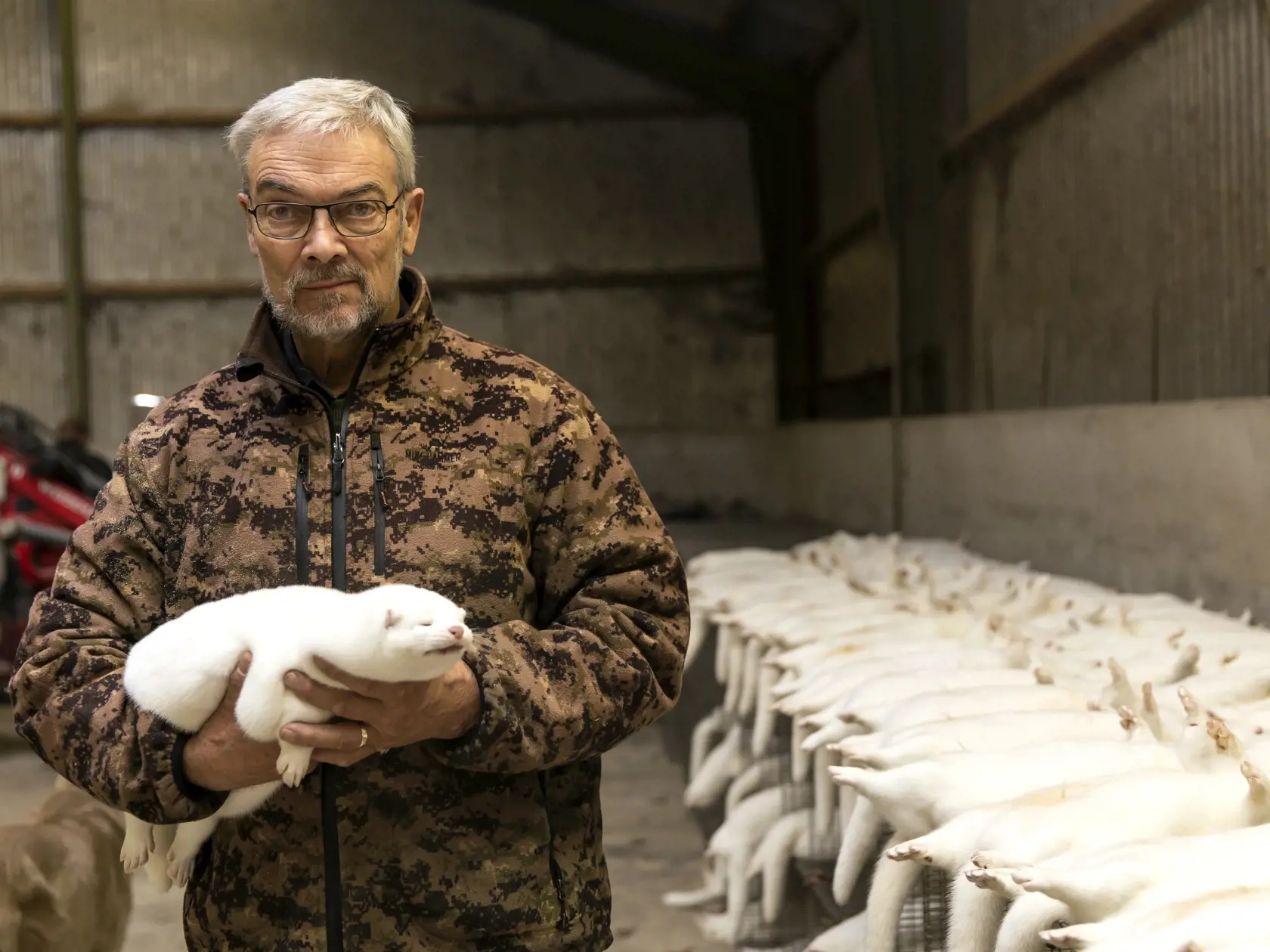 Najväčším chovateľom noriek a dodávateľom kožušín je Dánsko. Pre odolnú mutáciu koronavírusu však krajina teraz musí zabiť až 17 miliónov chovných noriek.