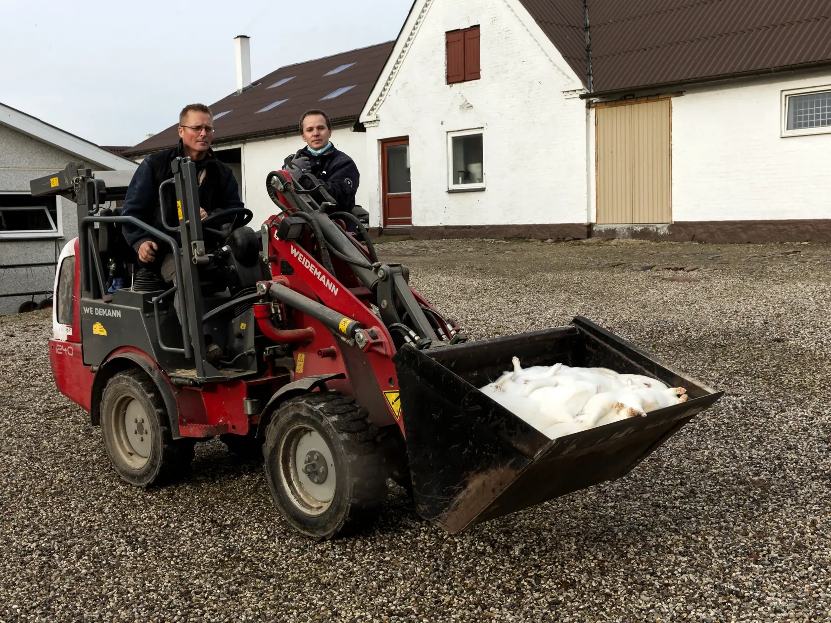 Najväčším chovateľom noriek a dodávateľom kožušín je Dánsko. Pre odolnú mutáciu koronavírusu však krajina teraz musí zabiť až 17 miliónov chovných noriek.