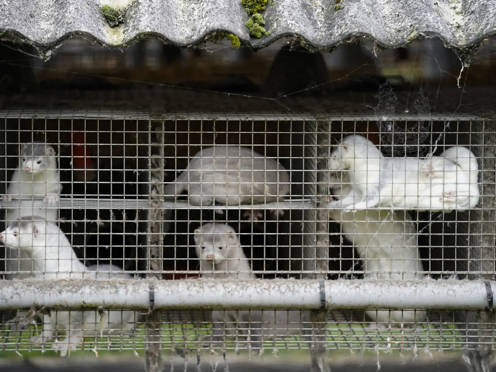 KK44 Archív - Na snímke norky na farme 9. októbra 2020 v dánskom meste Gjoel. Dánsko, najväčší producent kožušín z noriek, v stredu 4. novembra 2020 oznámilo likvidáciu všetkých týchto zvierat, pretože na farmách bola zistená zmutovaná verzia koronavírusu SARS-CoV-2, ktorá sa rozšírila aj medzi ľudí. Táto mutácia "by mohla predstavovať riziko, že budúce (koronavírusové) vakcíny nebudú fungovať tak, ako by mali," uviedla dánska premiérka Mette Frederiksenová na tlačovej konferencii a s tým, že "j