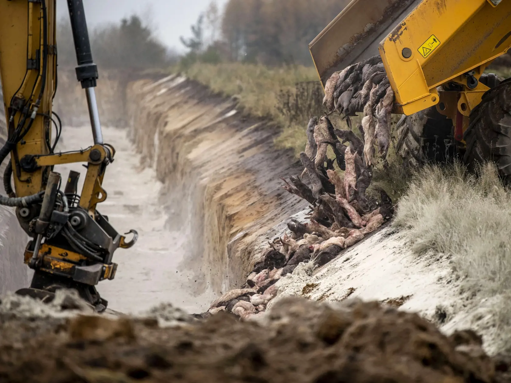 EBE 26 Holstebro - Ťažké mechanizmy používajú príslušníci dánskych zdravotníckych orgánov, ktorým pomáhajú príslušníci dánskych ozbrojených síl pri likvidácii utratených  noriek z fariem vo vojenskom priestore neďaleko dánskeho mesta Holstebro 9. novembra 2020. Utratené kusy sú umiestnené v jamách na vojenskej základni, keďže kafilérie nestačia likvidovať obrovský počet utratených kusov. Norky sa počas pandémie nakazili vírusom Sars-CoV-2 od chovateľov a následne ho preniesli na ľudí, čím zvýšil