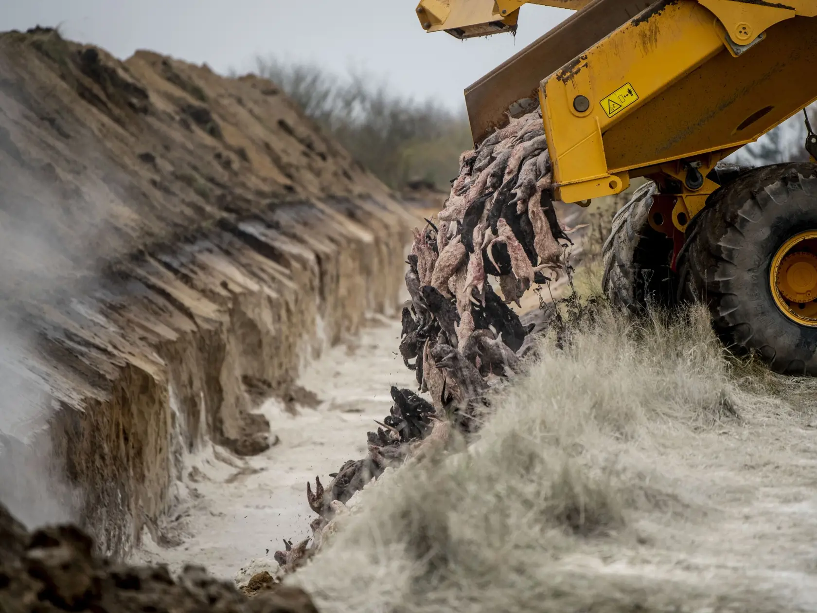 EBE 28 Holstebro - Ťažké mechanizmy používajú príslušníci dánskych zdravotníckych orgánov, ktorým pomáhajú príslušníci dánskych ozbrojených síl pri likvidácii utratených  noriek z fariem vo vojenskom priestore neďaleko dánskeho mesta Holstebro 9. novembra 2020. Utratené kusy sú umiestnené v jamách na vojenskej základni, keďže kafilérie nestačia likvidovať obrovský počet utratených kusov. Norky sa počas pandémie nakazili vírusom Sars-CoV-2 od chovateľov a následne ho preniesli na ľudí, čím zvýšil
