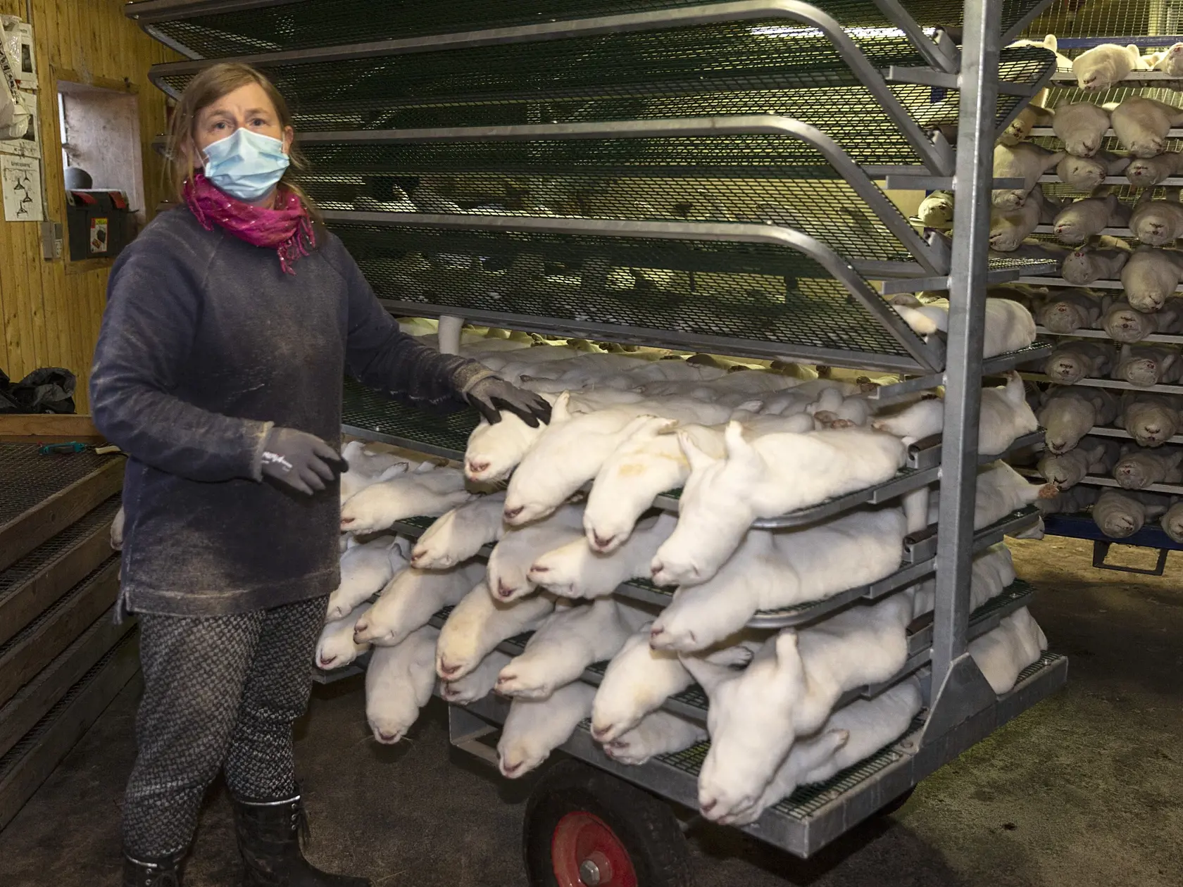 Najväčším chovateľom noriek a dodávateľom kožušín je Dánsko. Pre odolnú mutáciu koronavírusu však krajina teraz musí zabiť až 17 miliónov chovných noriek.