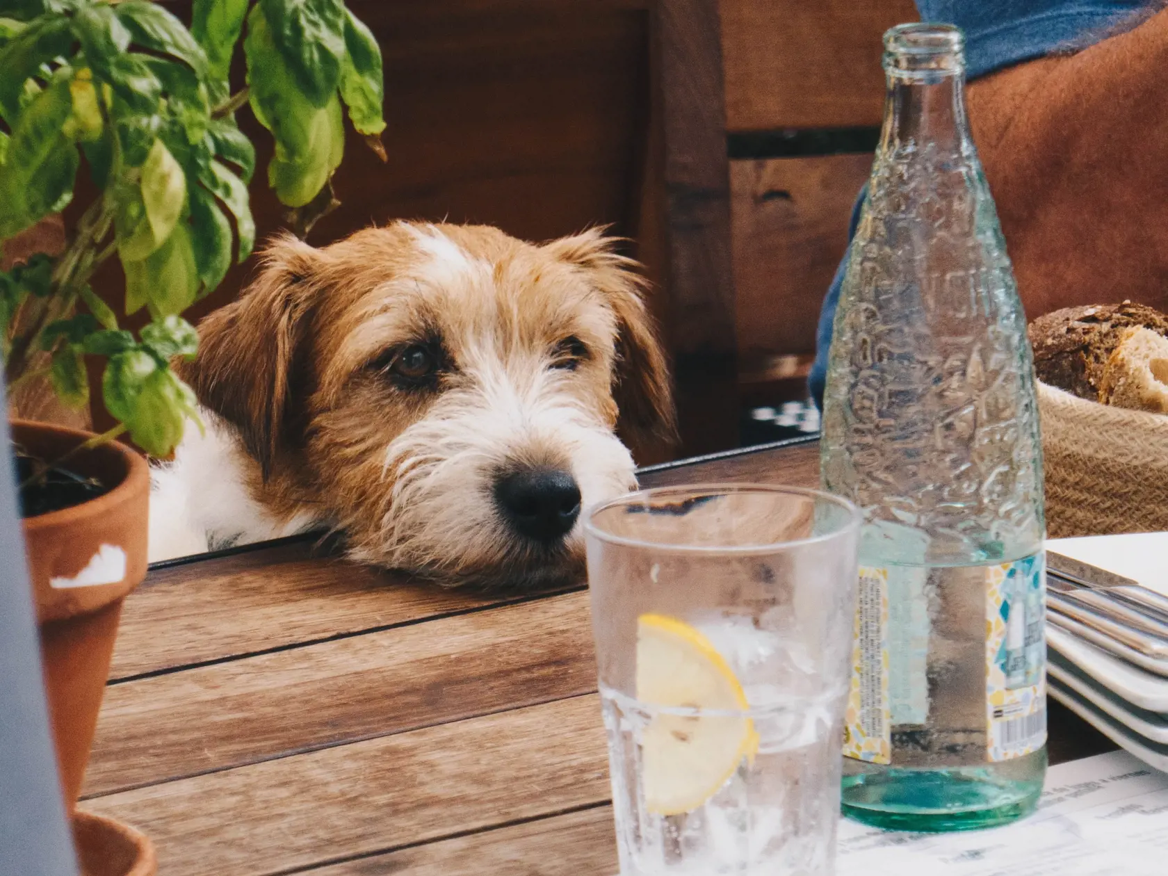 Veterinári totiž každoročne evidujú ťažké prípady a úmrtia spôsobené nedbanlivosťou ľudí. Okrem zabudnutia psov v autách aj samotná fyzická námaha vonku v horúcom počasí spôsobuje vážne stavy prehriatia, ktoré sa často končia tragicky.