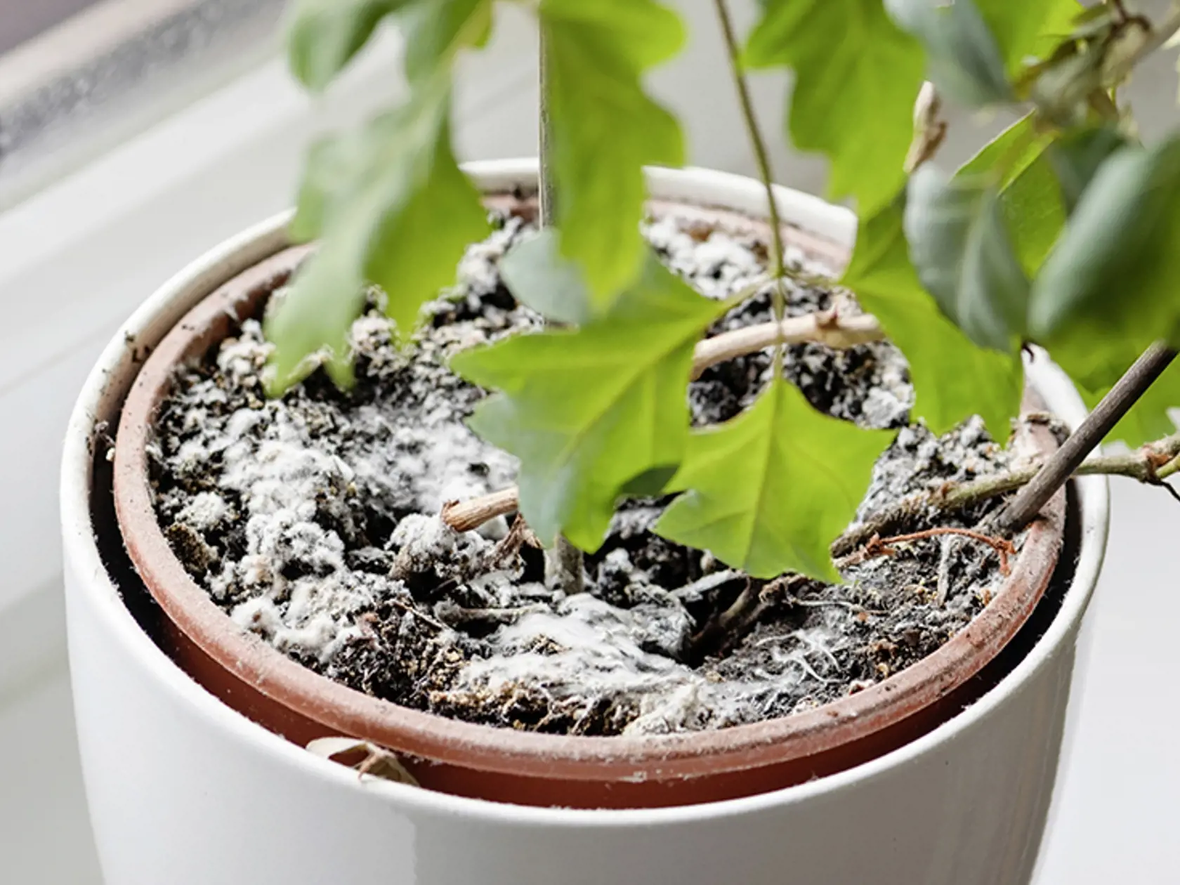 Selective focus on mould growing on a soil in the flower pot with the house plant. Young ivy plant in humid environment. Fungus disease in cissus houseplant.