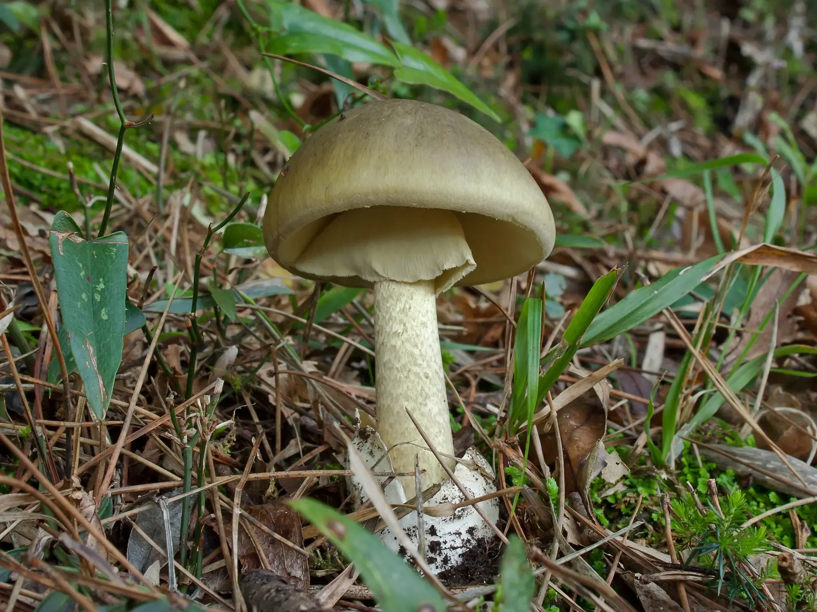huby - hríby - muchotrávka zelená
