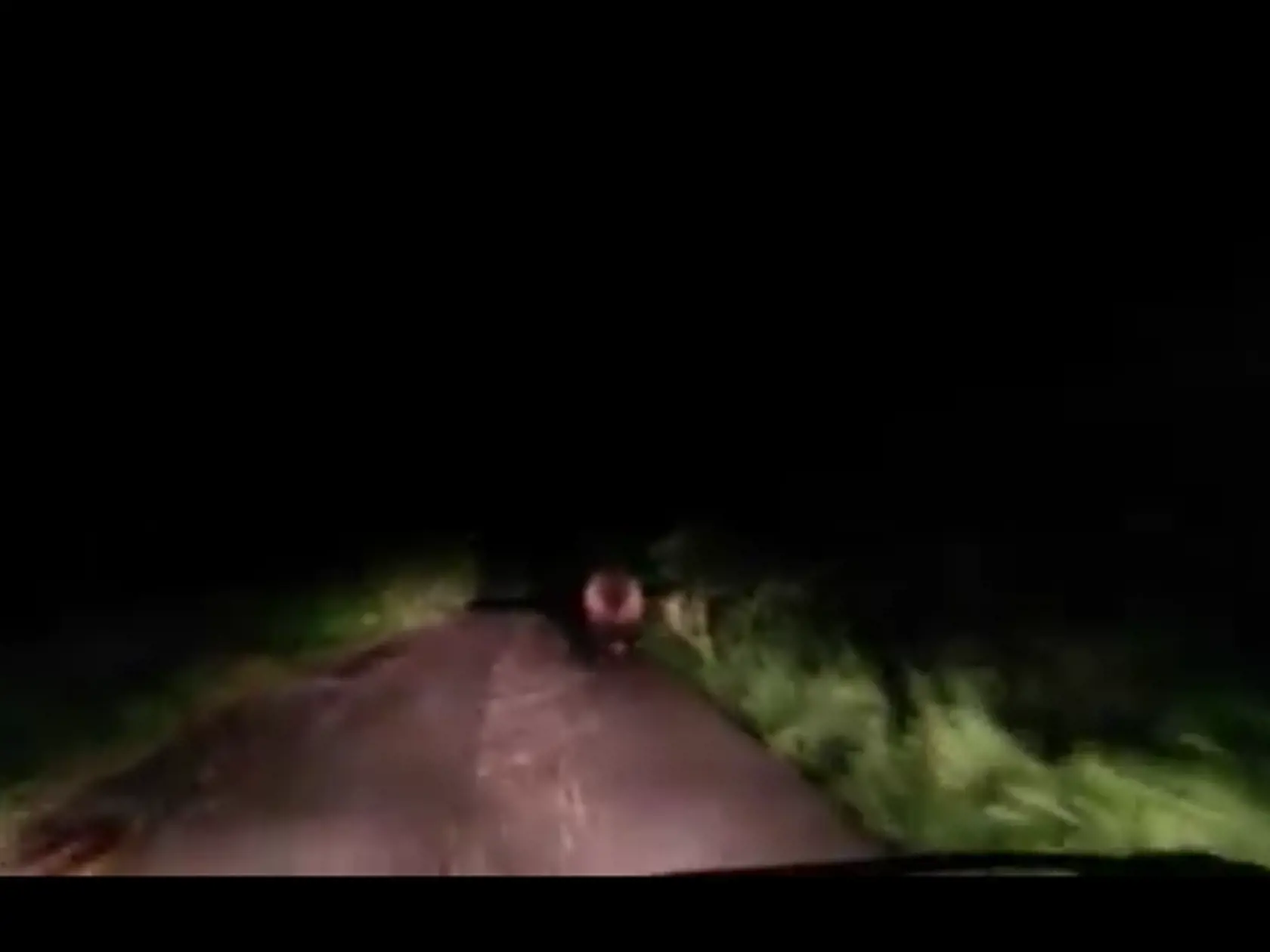 MEDVEĎ V PREŠOVE: Túlal sa neďaleko centra.