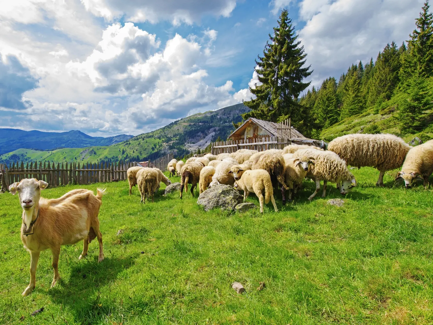 Práca baču dnes na Slovensku neláka, získať spoľahlivú osádku na salaš je tak nesmierne náročná úloha.