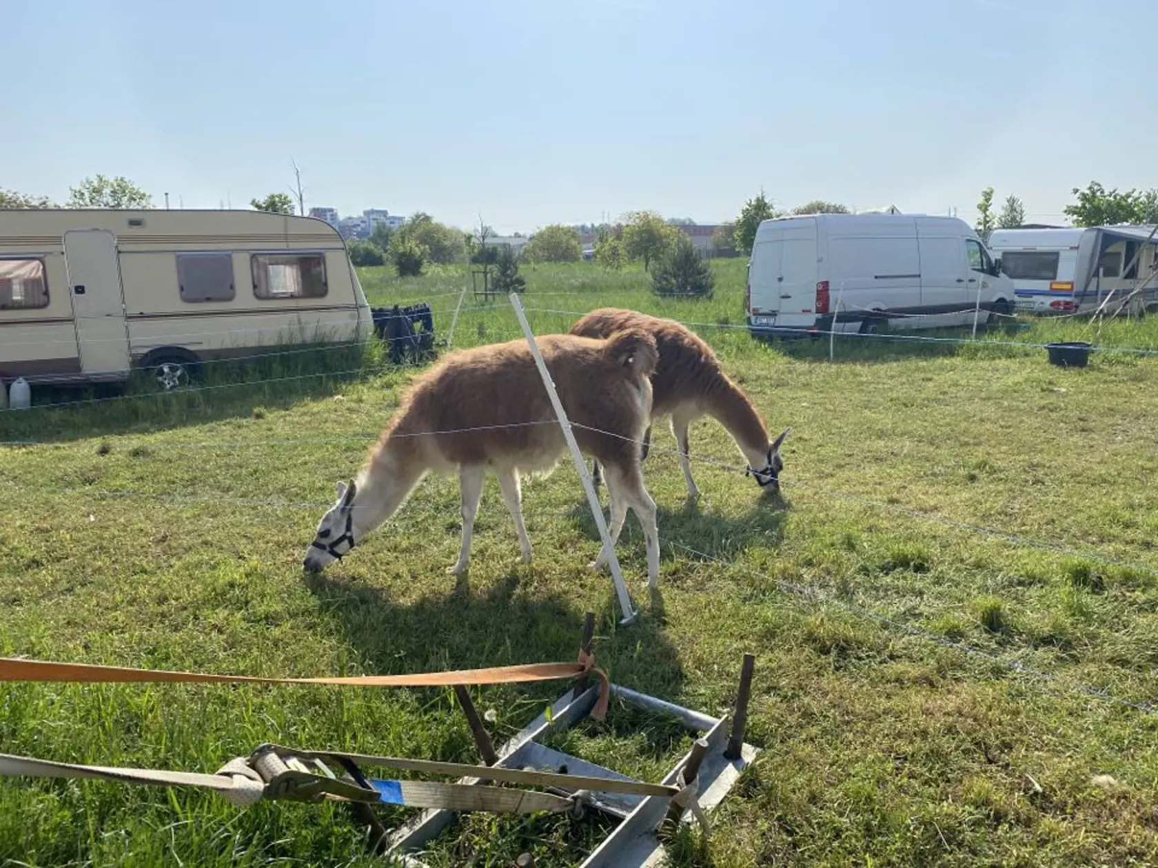 Ešte v piatok večer vystupovali, v sobotu skoro ráno im niekto podpálil majetok. Cirkus Francesko Jung informuje, že im okolo 5:00 niekto v Prešove zapálil seno, ktoré mali naložené na návese.Okrem sena zhorelo aj auto, ako aj generátor, ktorý potrebujú na miestach, kde sa nedokážu pripojiť k elektrine.