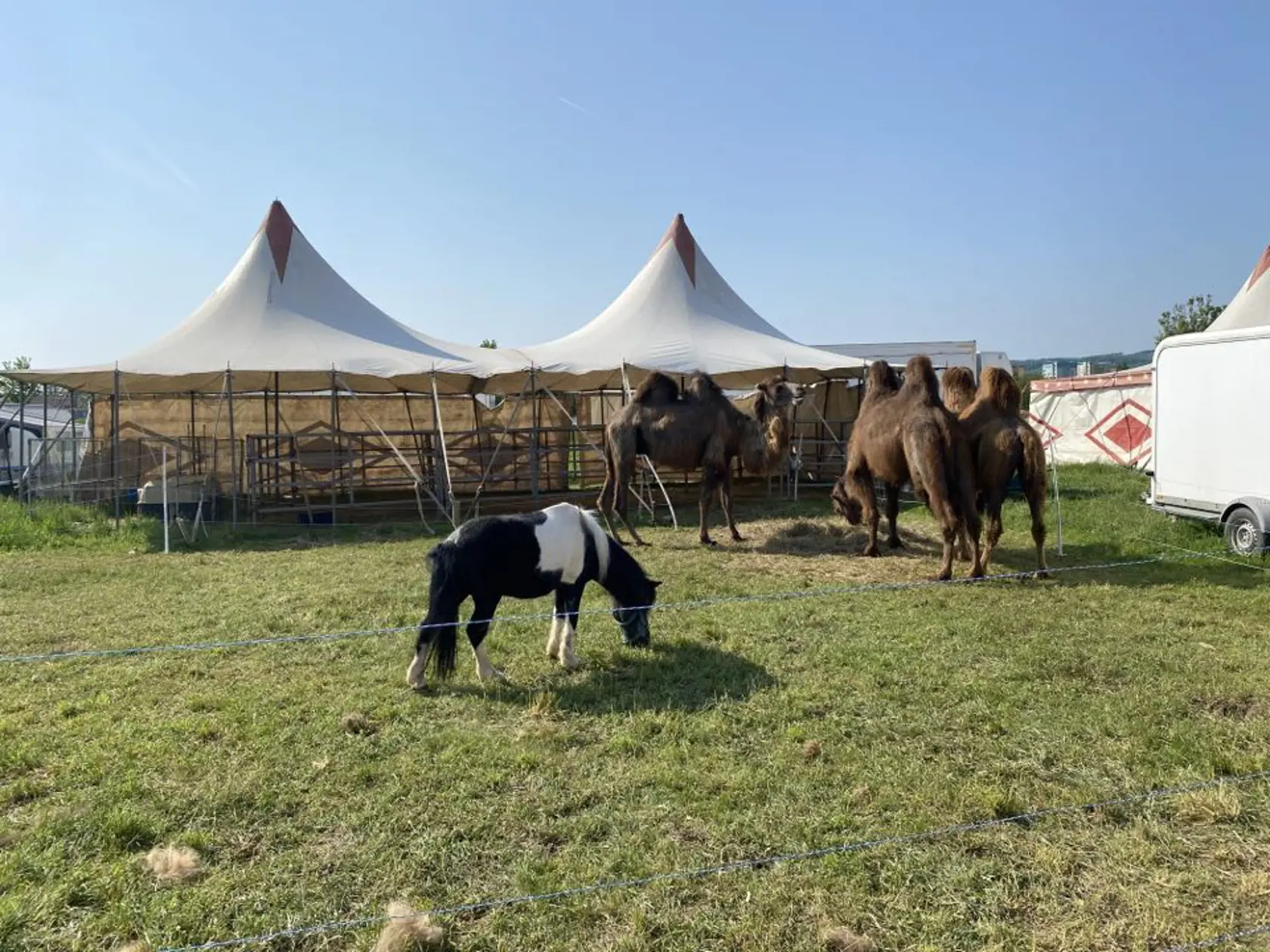 Ešte v piatok večer vystupovali, v sobotu skoro ráno im niekto podpálil majetok. Cirkus Francesko Jung informuje, že im okolo 5:00 niekto v Prešove zapálil seno, ktoré mali naložené na návese.Okrem sena zhorelo aj auto, ako aj generátor, ktorý potrebujú na miestach, kde sa nedokážu pripojiť k elektrine.