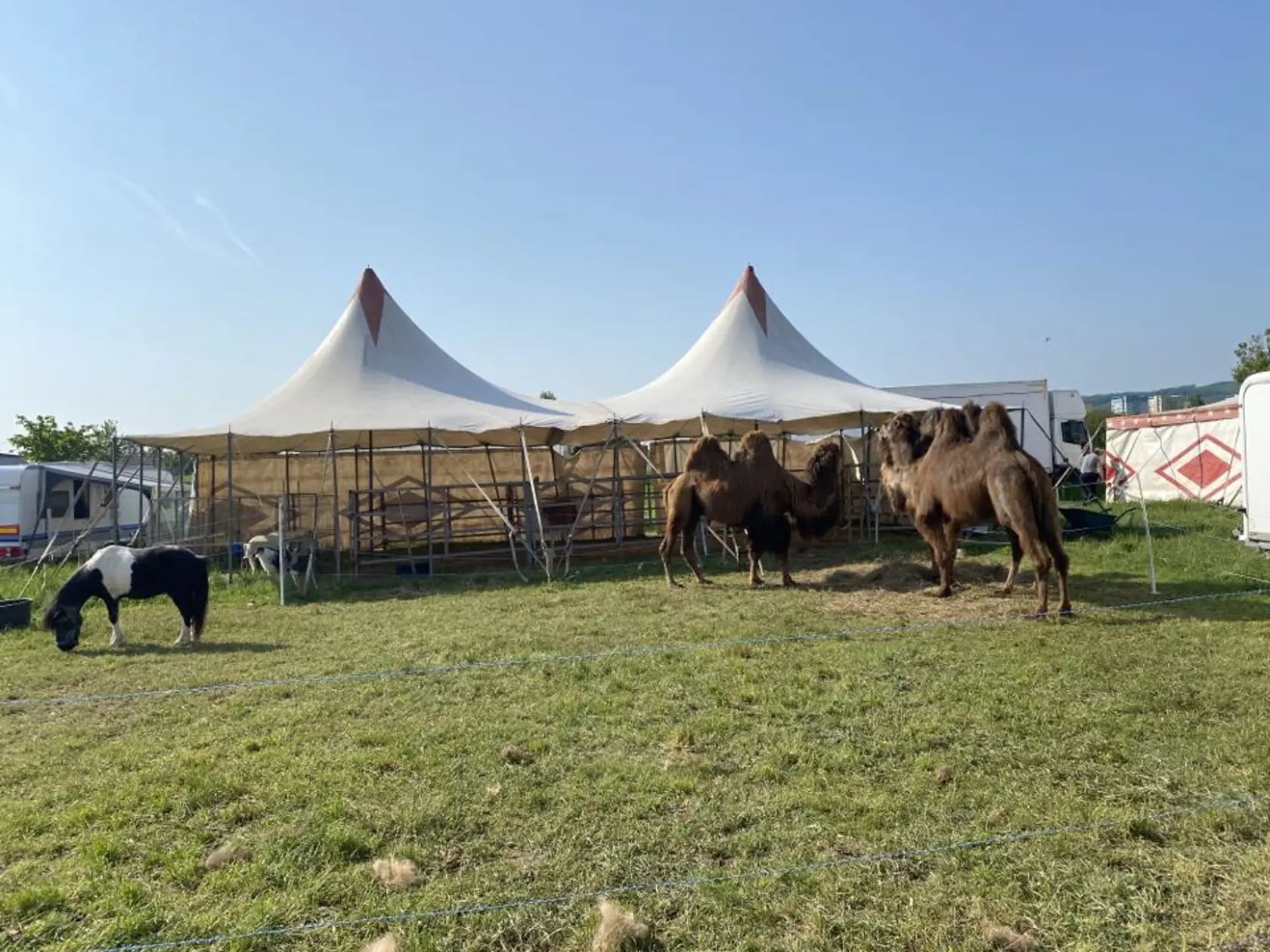 Ešte v piatok večer vystupovali, v sobotu skoro ráno im niekto podpálil majetok. Cirkus Francesko Jung informuje, že im okolo 5:00 niekto v Prešove zapálil seno, ktoré mali naložené na návese.Okrem sena zhorelo aj auto, ako aj generátor, ktorý potrebujú na miestach, kde sa nedokážu pripojiť k elektrine.