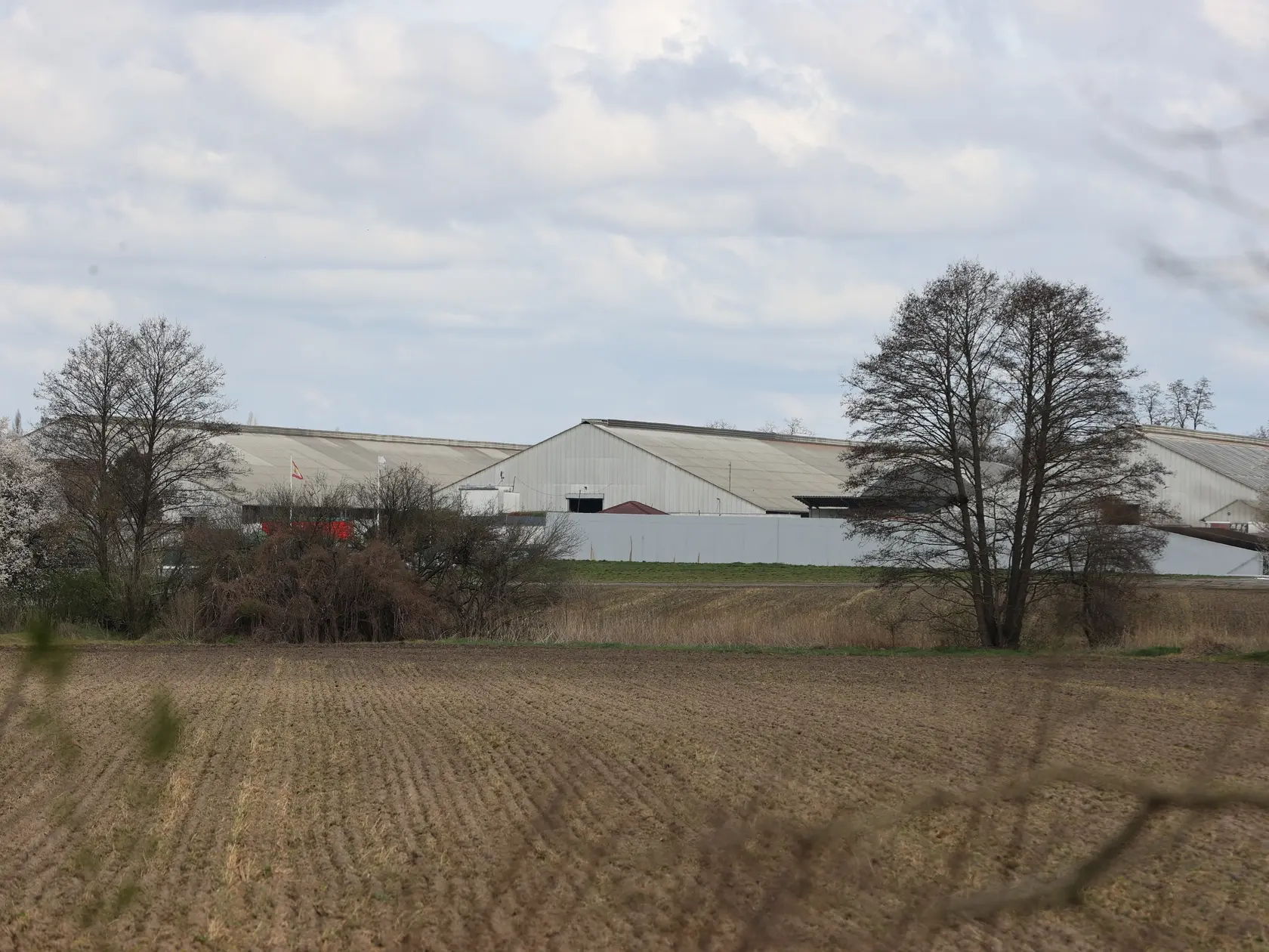 Na snímke farma FirstFarms v Plaveckom Štvrtku, kde sa  vyskytla krívačka a slintačka.