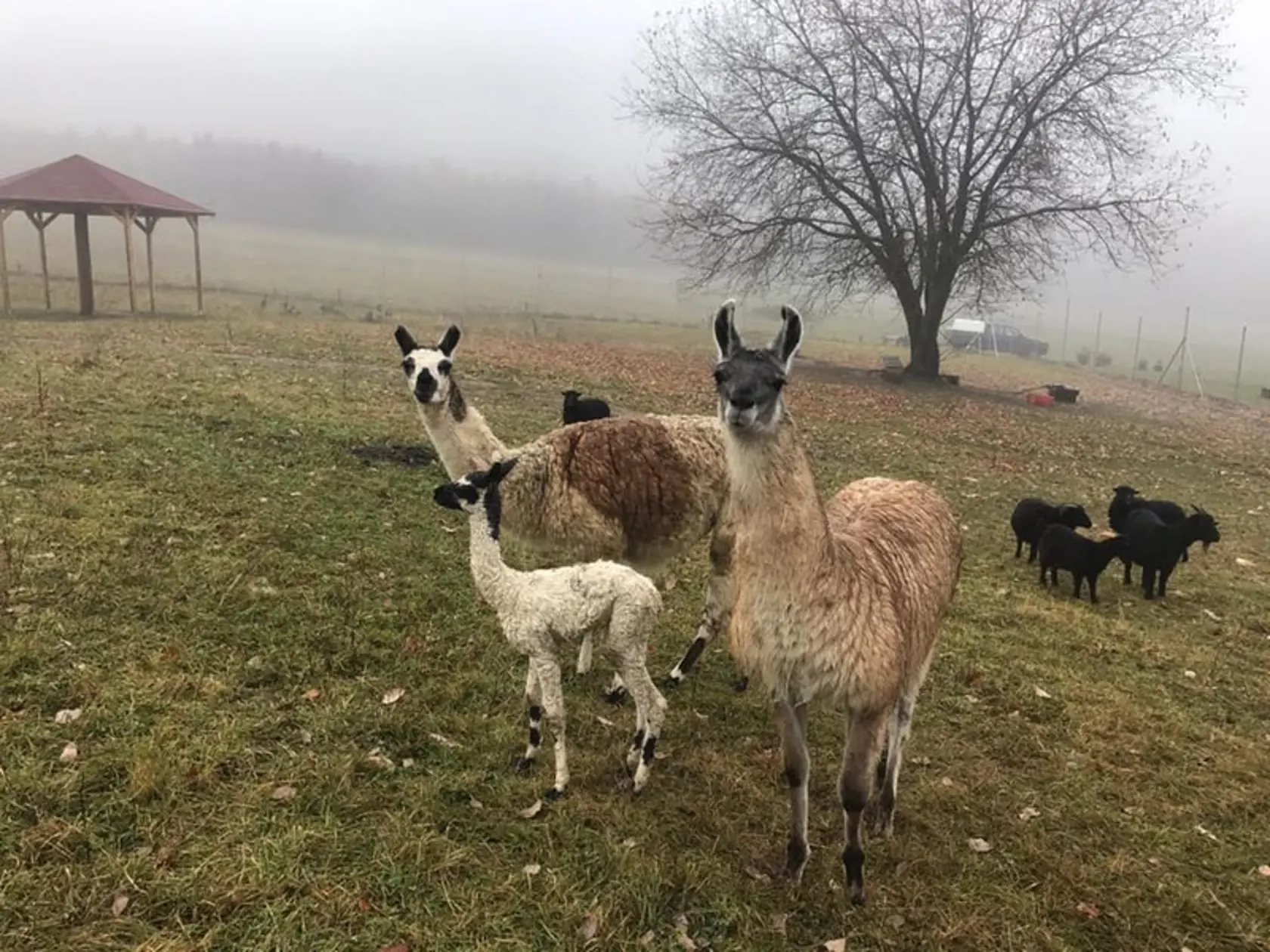 Lamíčia rodinka – mama Líza, otec Dodo a maličká Dolly.