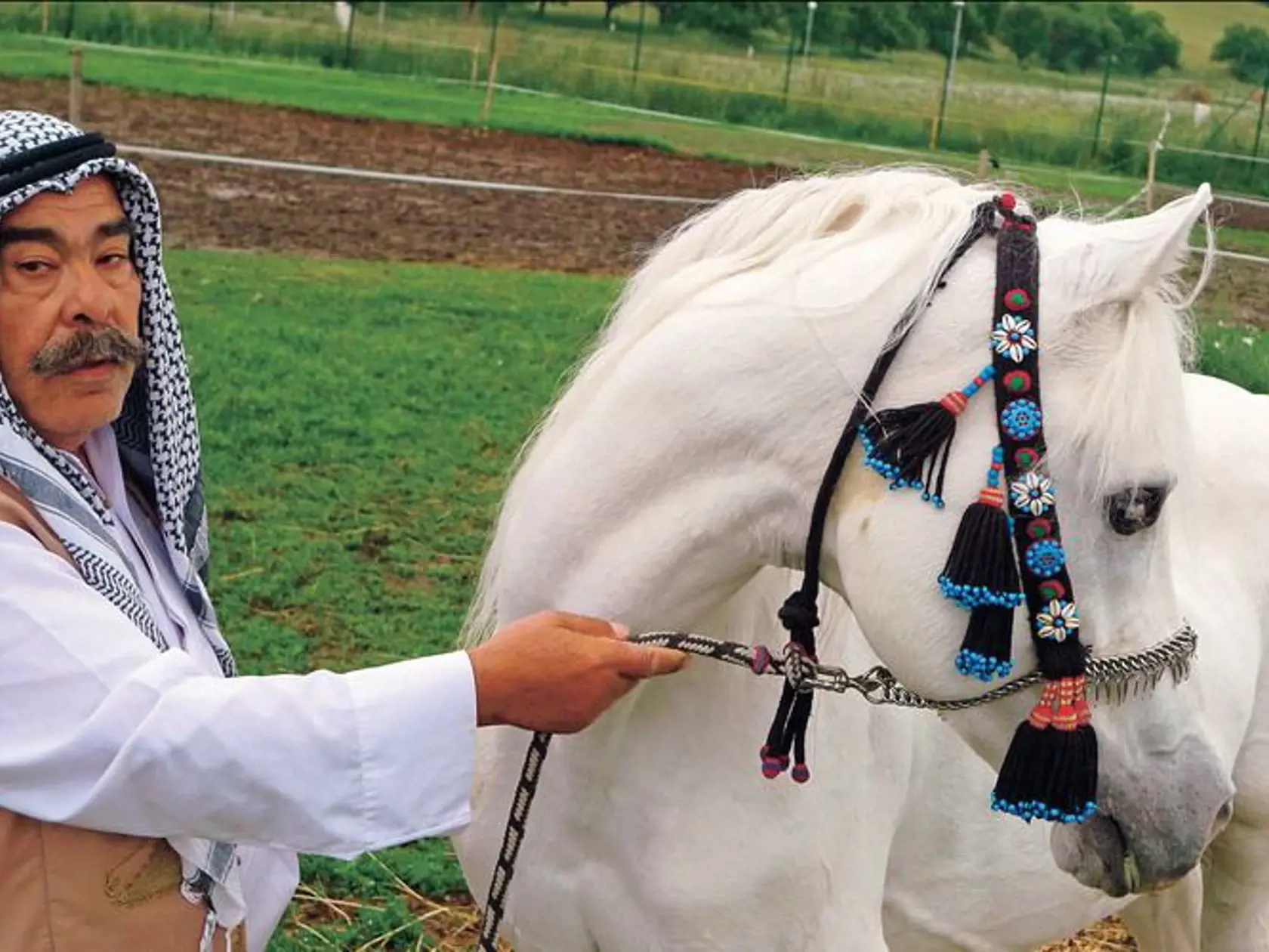 Arabské kone patria medzi najdrahšie