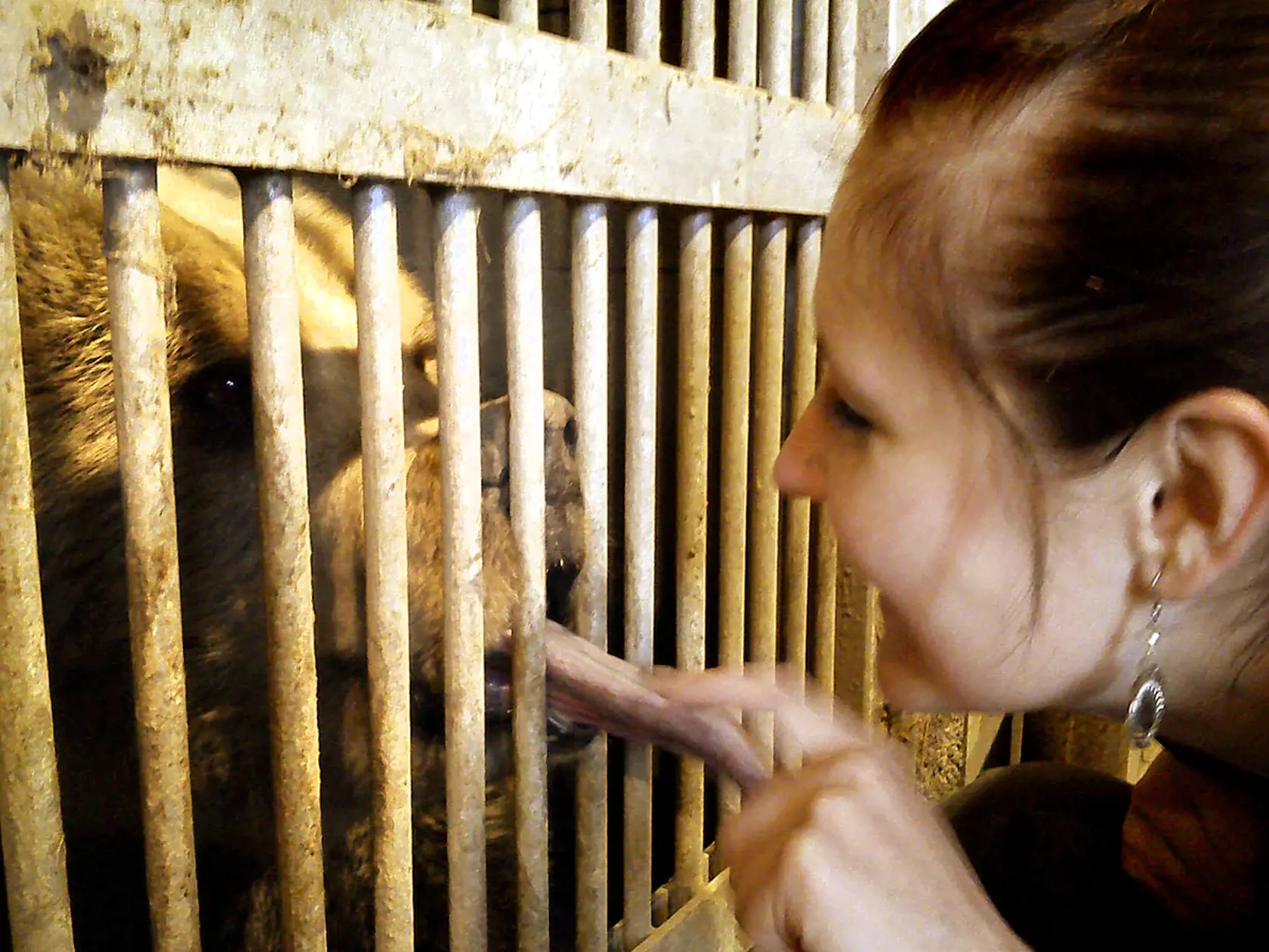 Balú oblizoval ruku ošetrovateľke zoo v Tábore, kde žil pred prevozom do Bojníc.