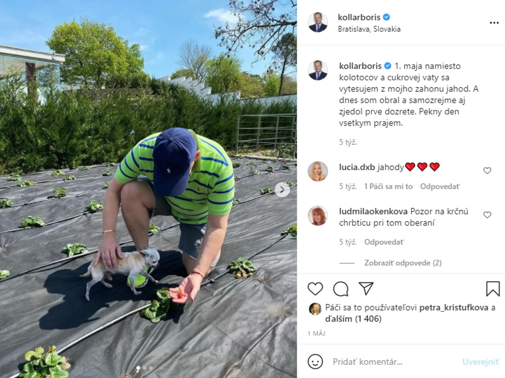 Boris Kollár pri zbere jahôd vo svojej záhrade.