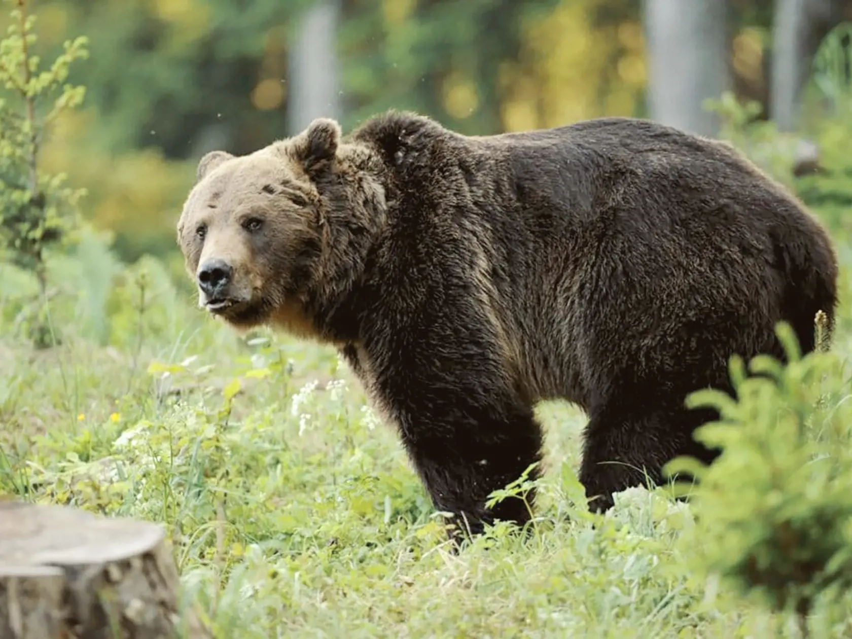Pekáreň v americkom štáte Connecticut "zažila" v stredu nevšedného návštevníka, keď jej do garáže vtrhol medveď baribal. Po tom, čo vydesení zamestnanci ušli, medveď zožral 60 koláčov cupcake a vychádzkovým krokom spokojne odišiel, informovala agentúra AP v sobotu. (Ilustračné foto)