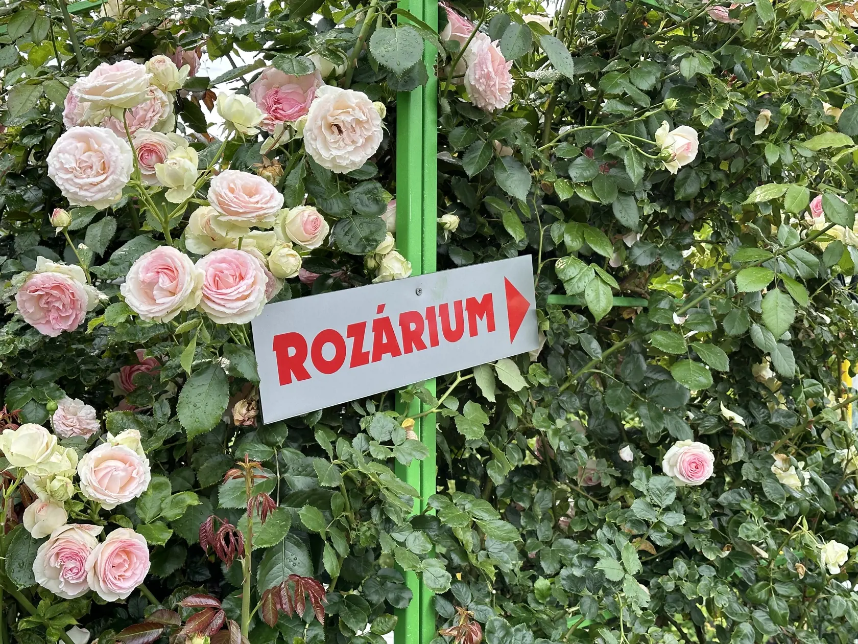 Prvá myšlienka o vybudovaní rozária sa zrodila v roku 2018.
