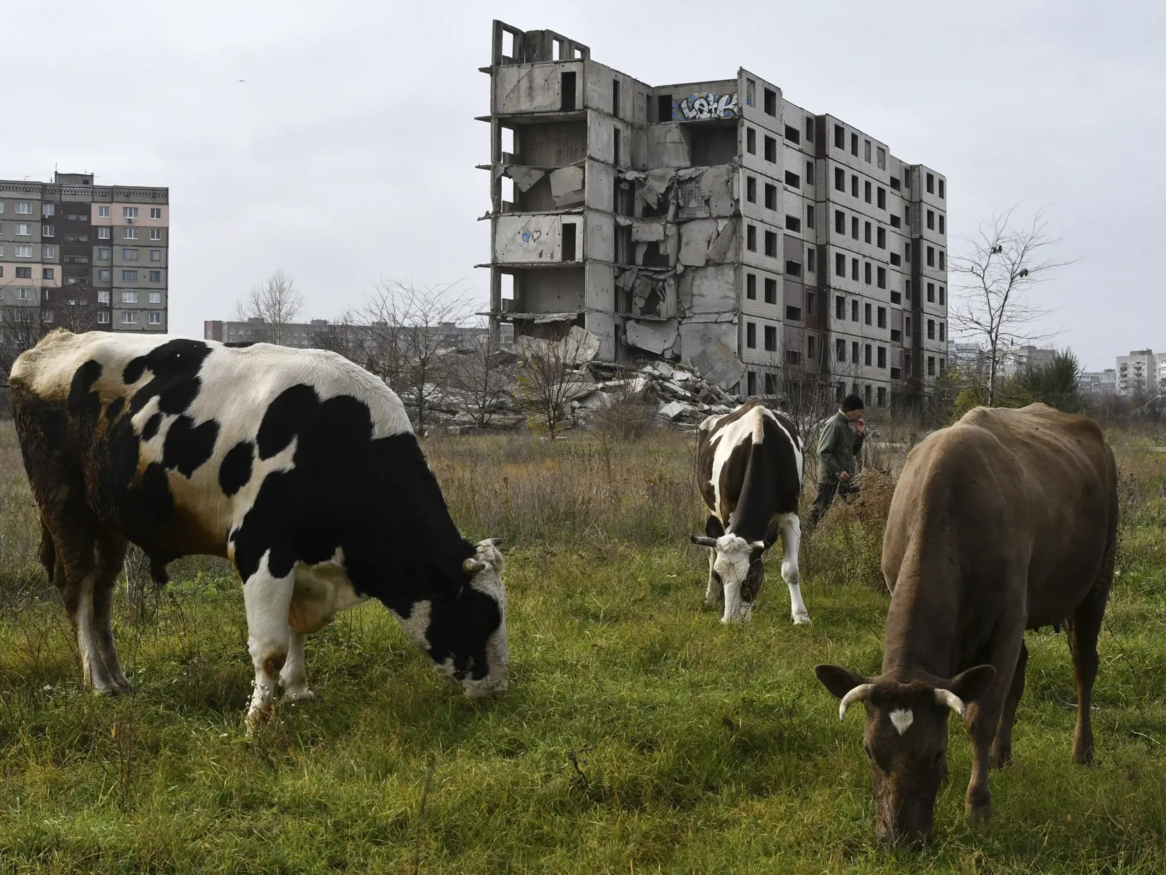 Muž pasie kravy na trávniku pri obytnej budove zničenej ostreľovaním v ukrajinskom meste Kramatorsk v Doneckej oblasti na východe Ukrajiny v sobotu 12. novembra 2022.