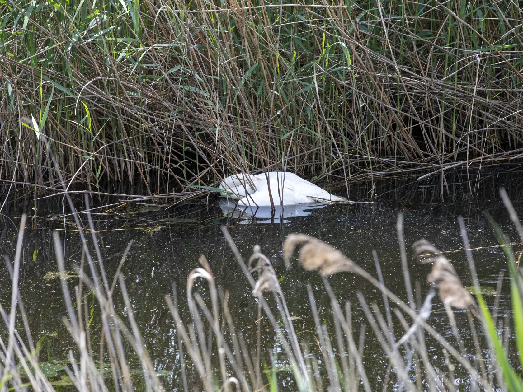 Na snímke je reportáž o úhyne a zvláštnom správaní labutí v makovom poli v obci Iža.
