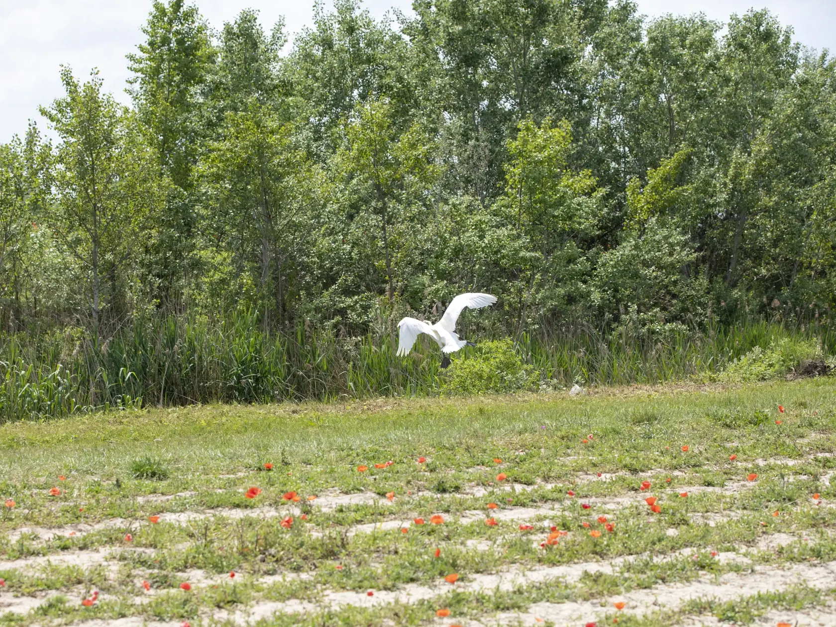 Na snímke je reportáž o úhyne a zvláštnom správaní labutí v makovom poli v obci Iža.