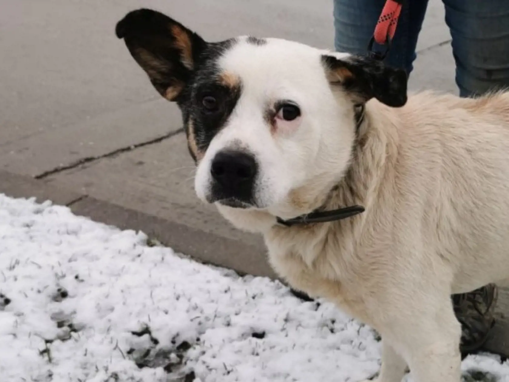 V prípade adopcie by zostal v opatere útulku. To znamená, že všetky prípadné veterinárne náklady s tým spojené by útulok hradil. V prípade záujmu kontaktujte Slobodu zvierat na tel.č. 02/16187.