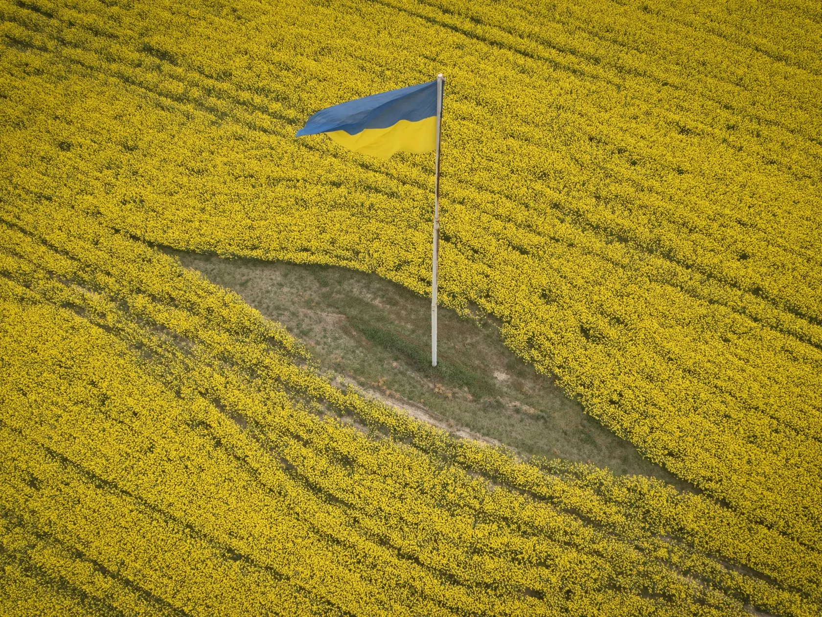 Ukrajinská štátna vlajka veje uprostred rozkvitnutého poľa neďaleko Brovary na Ukrajine 17. mája 2023.