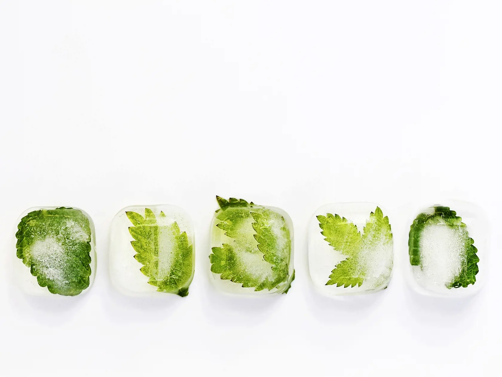 Green leaves of herbs frozen in ice cubes. Bio, organic concept. Phytotherapy, alternative medicine. Copy space for text